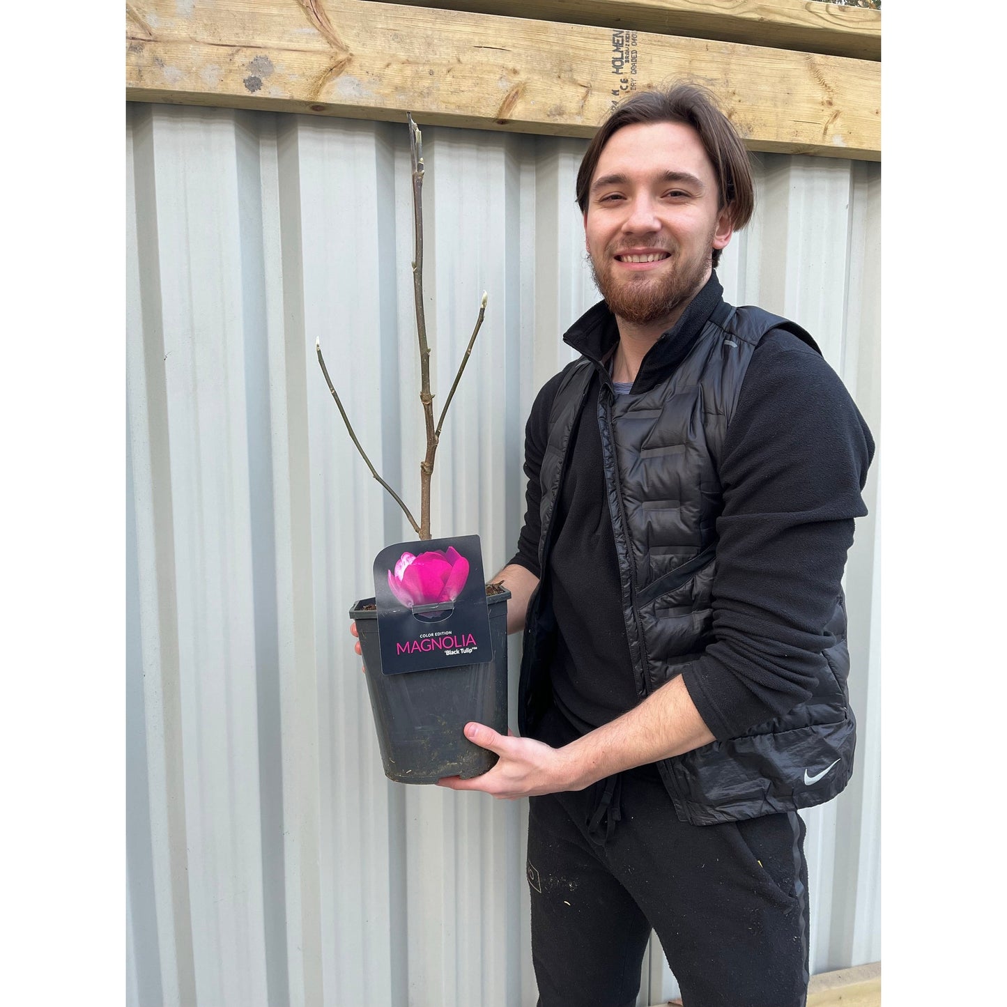 Magnolia soulangeana 'Black Tulip' 4L
