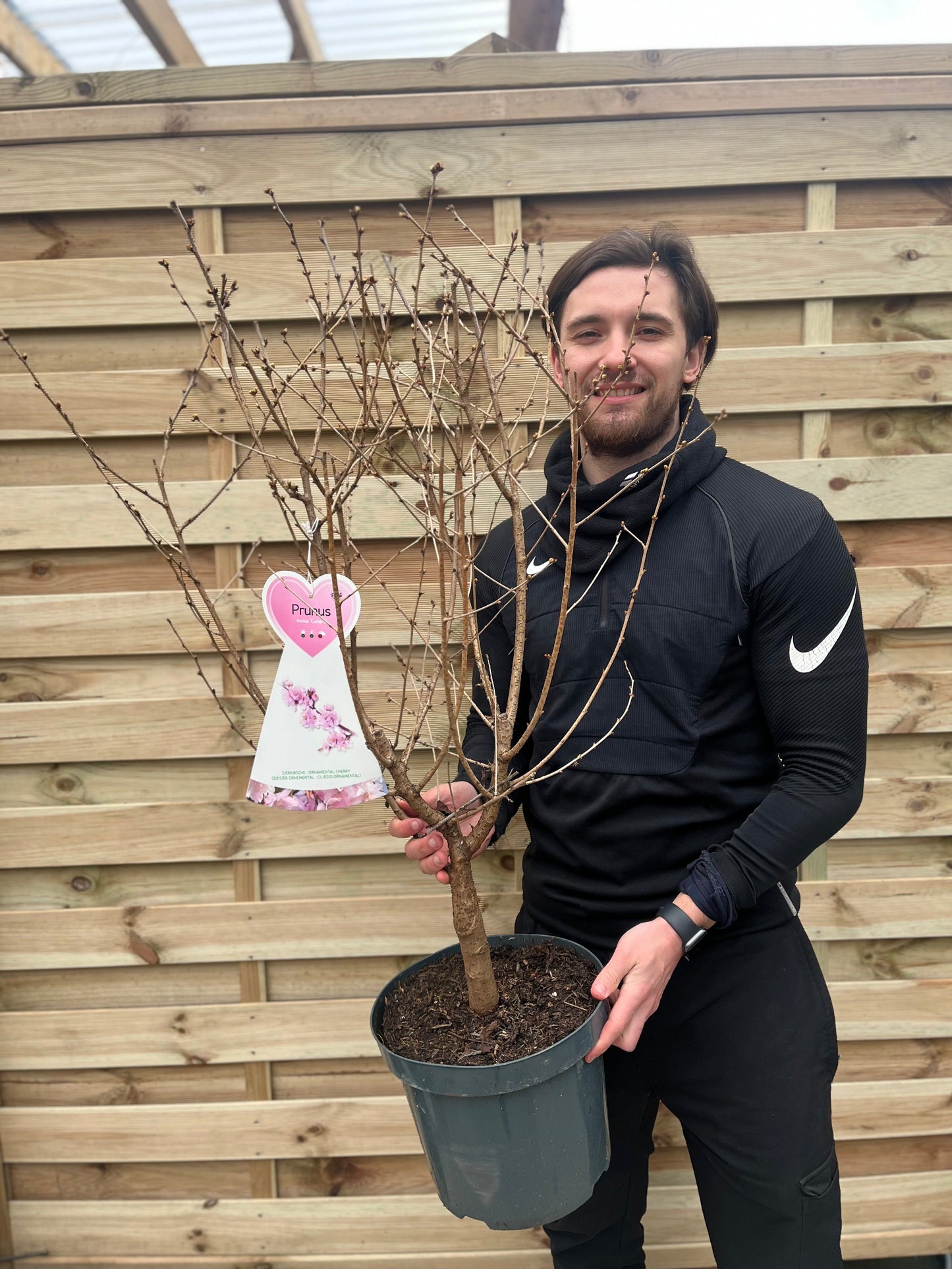 Ornamental Flowering Cherry Blossom Tree - Incisa 'Cunera' 1m 7.5L