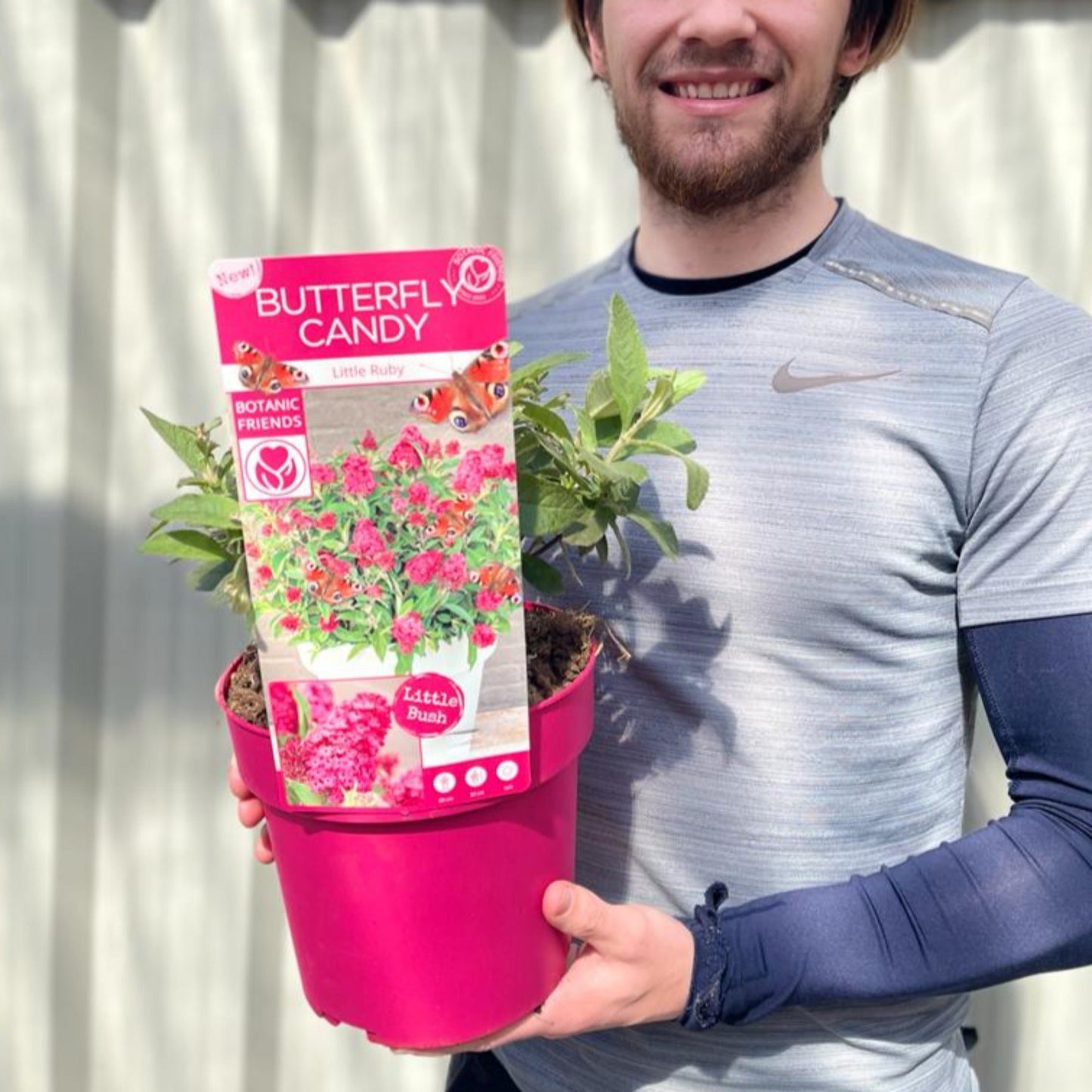 Buddleja Butterfly Candy 'Little Ruby' 1L/2L/3L