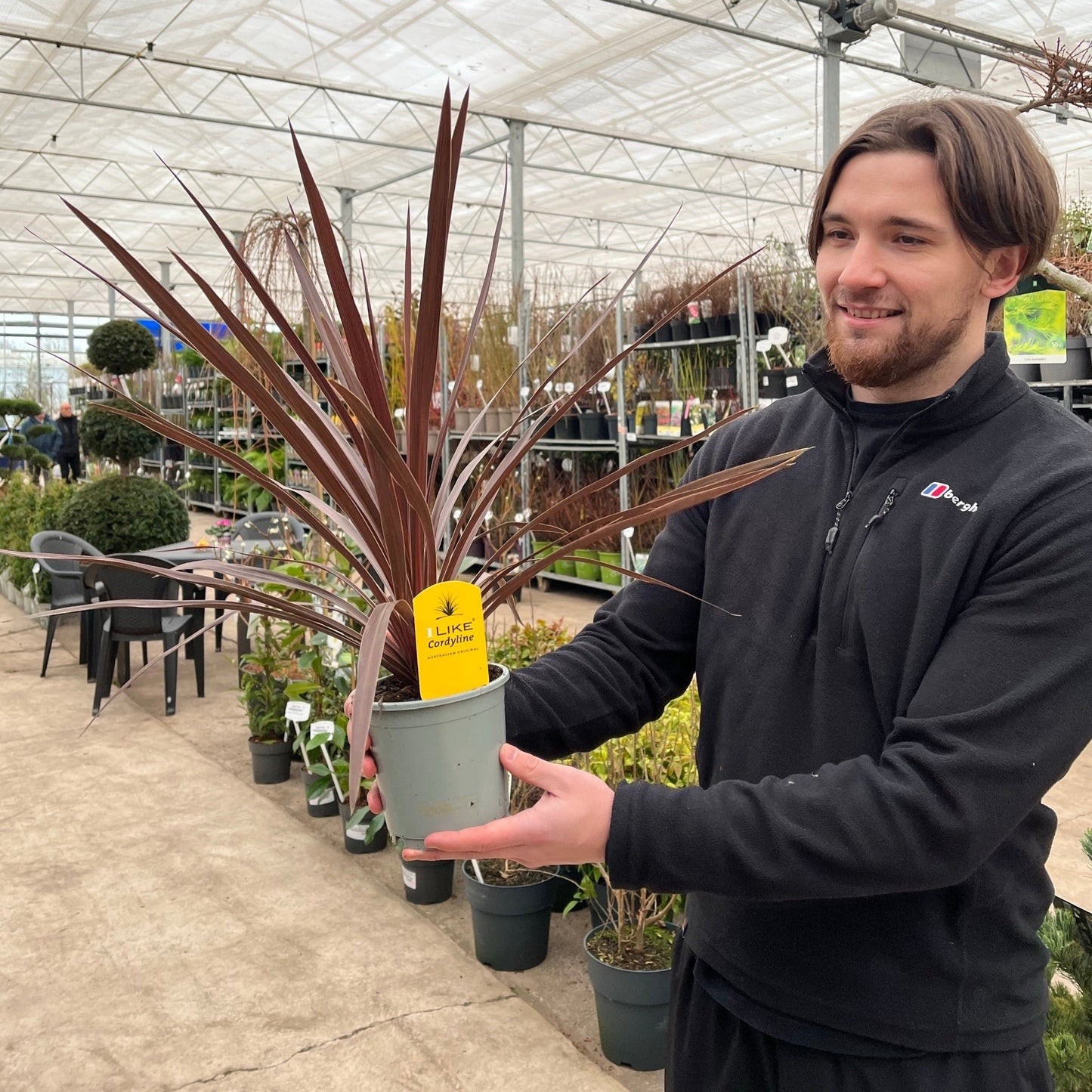Cordyline australis 'Red Star'