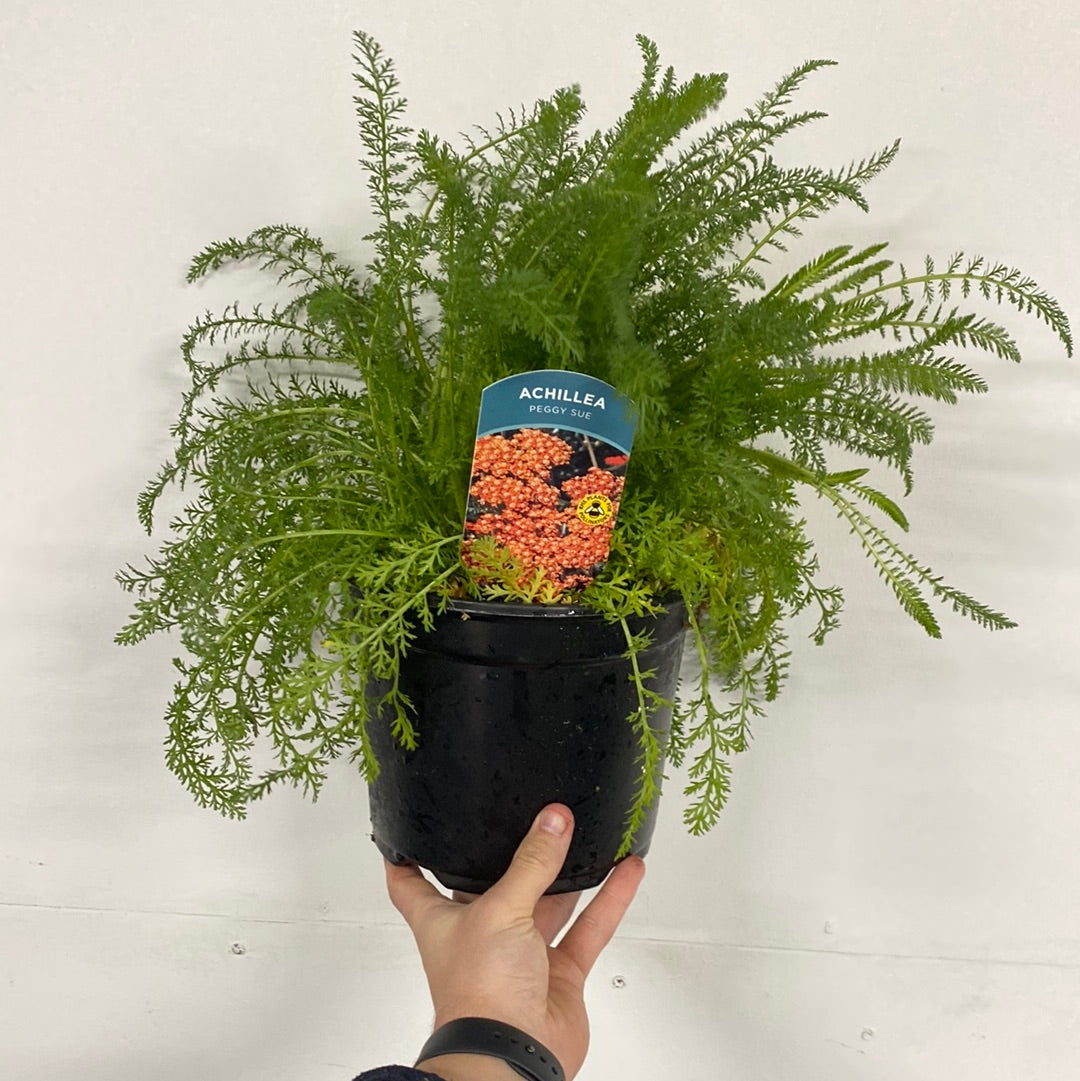 Achillea millefolium Peggy Sue 3L
