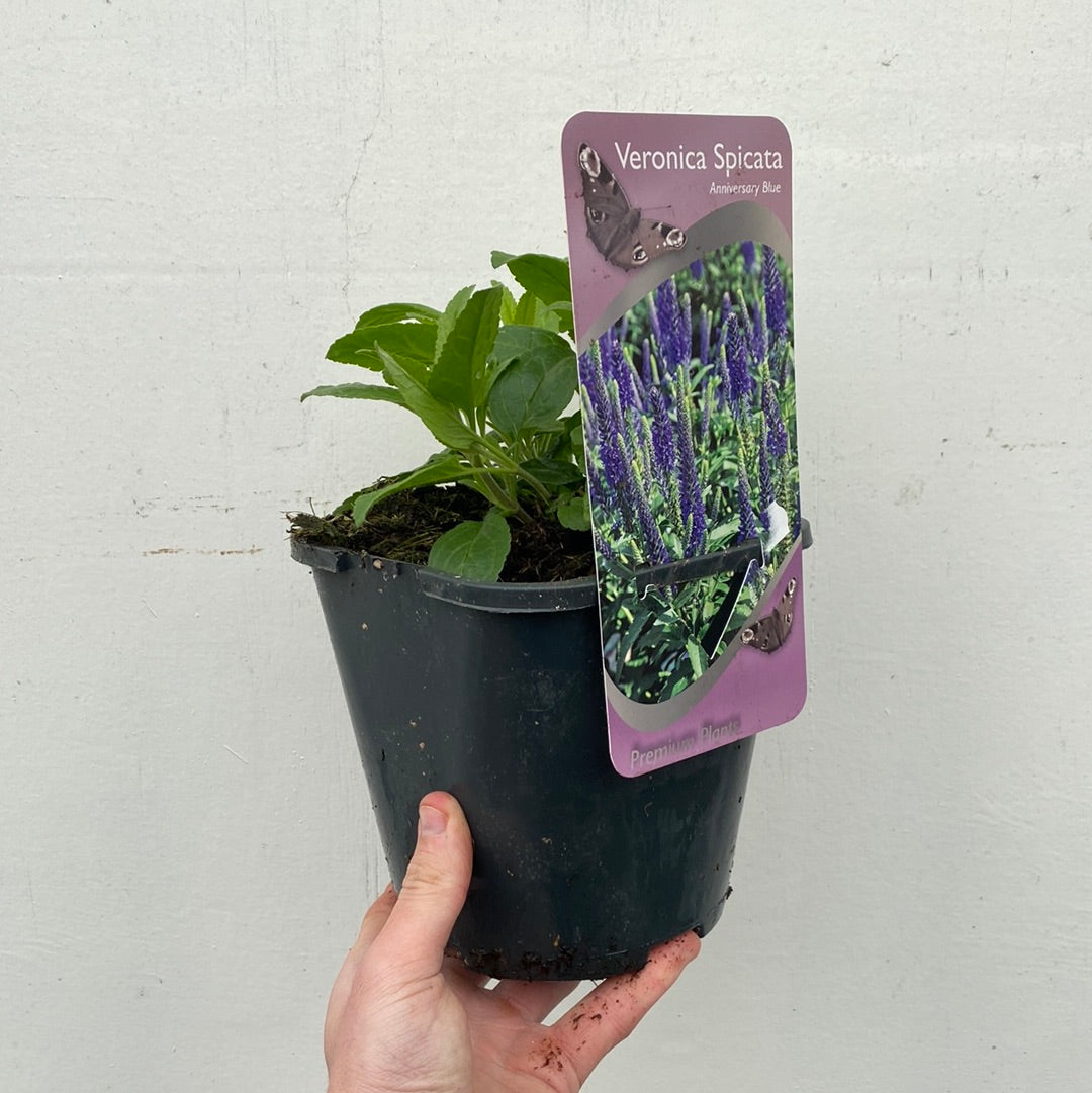 Veronica 'Anniversary Blue€™ 9cm/2L