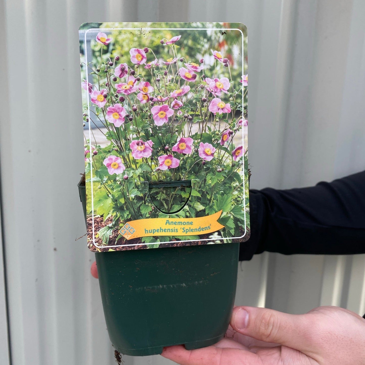 Anemone huphensis - 'Splendens' 1.5L