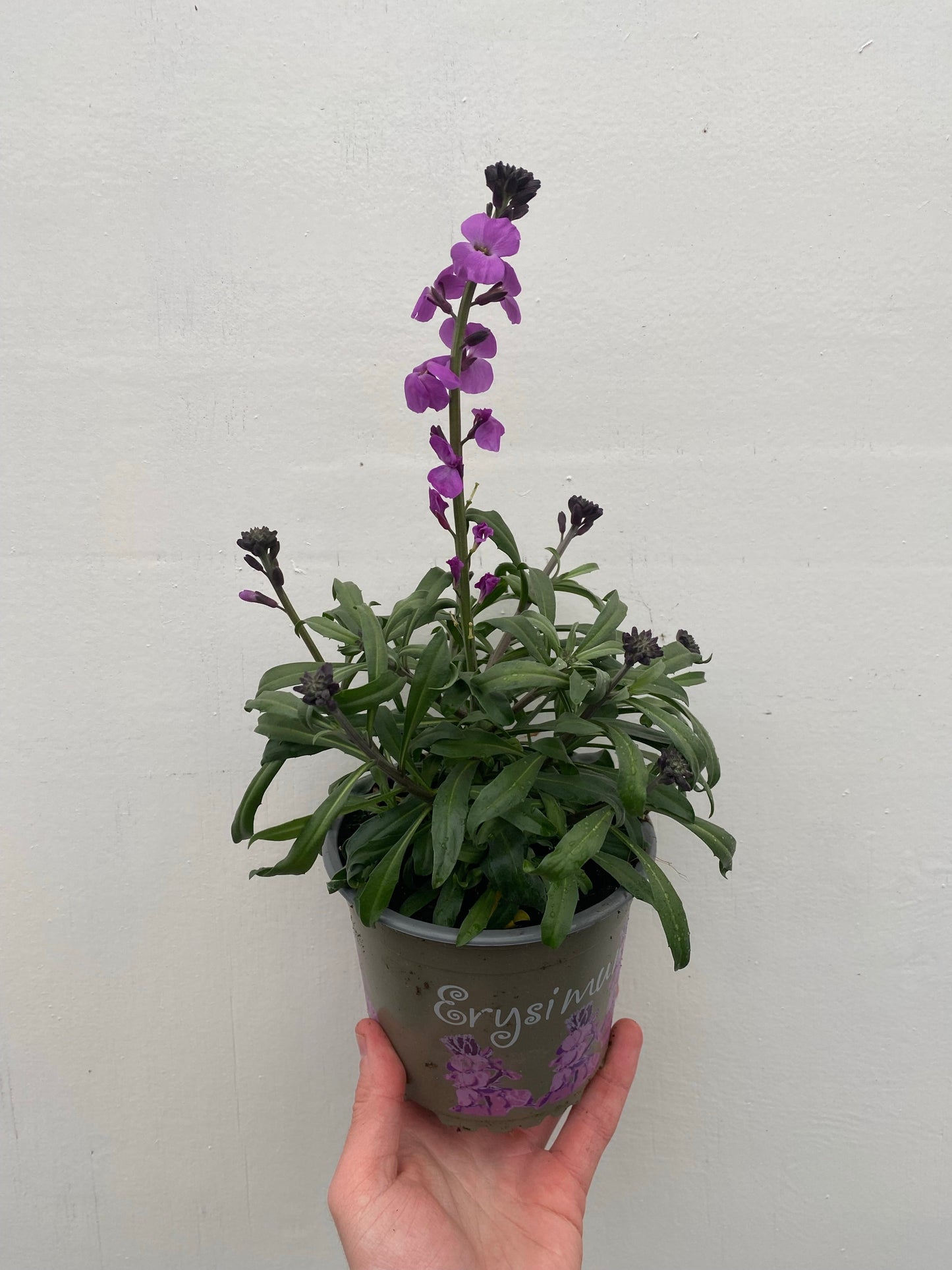 Erysimum 'Bowles Mauve'