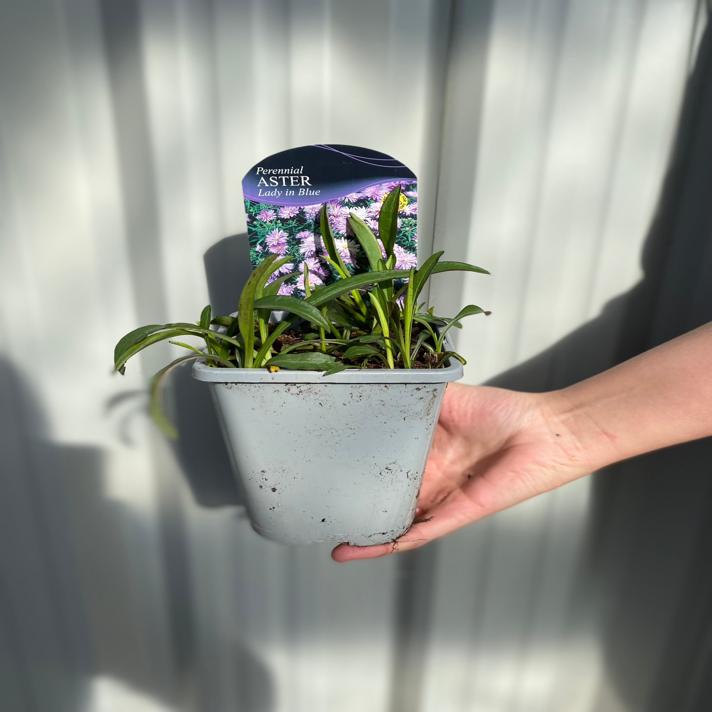 Aster novi-belgii  'Lady in Blue' 9cm