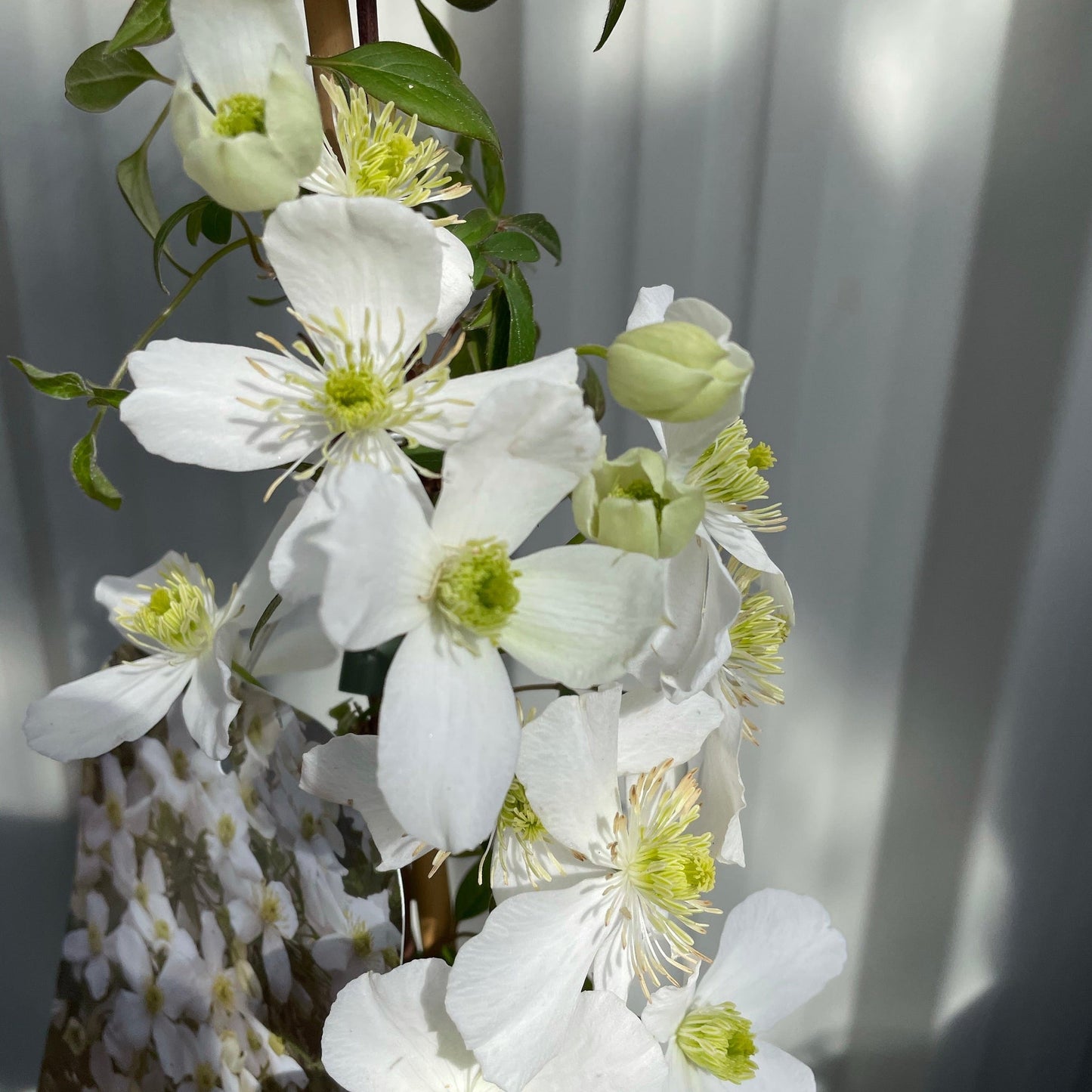 Clematis 'Spring Joy'
