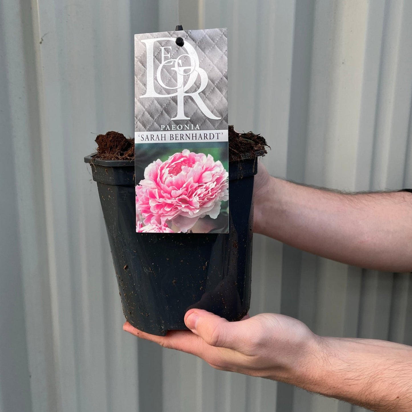 Peony 'Sarah Bernhardt' 1L
