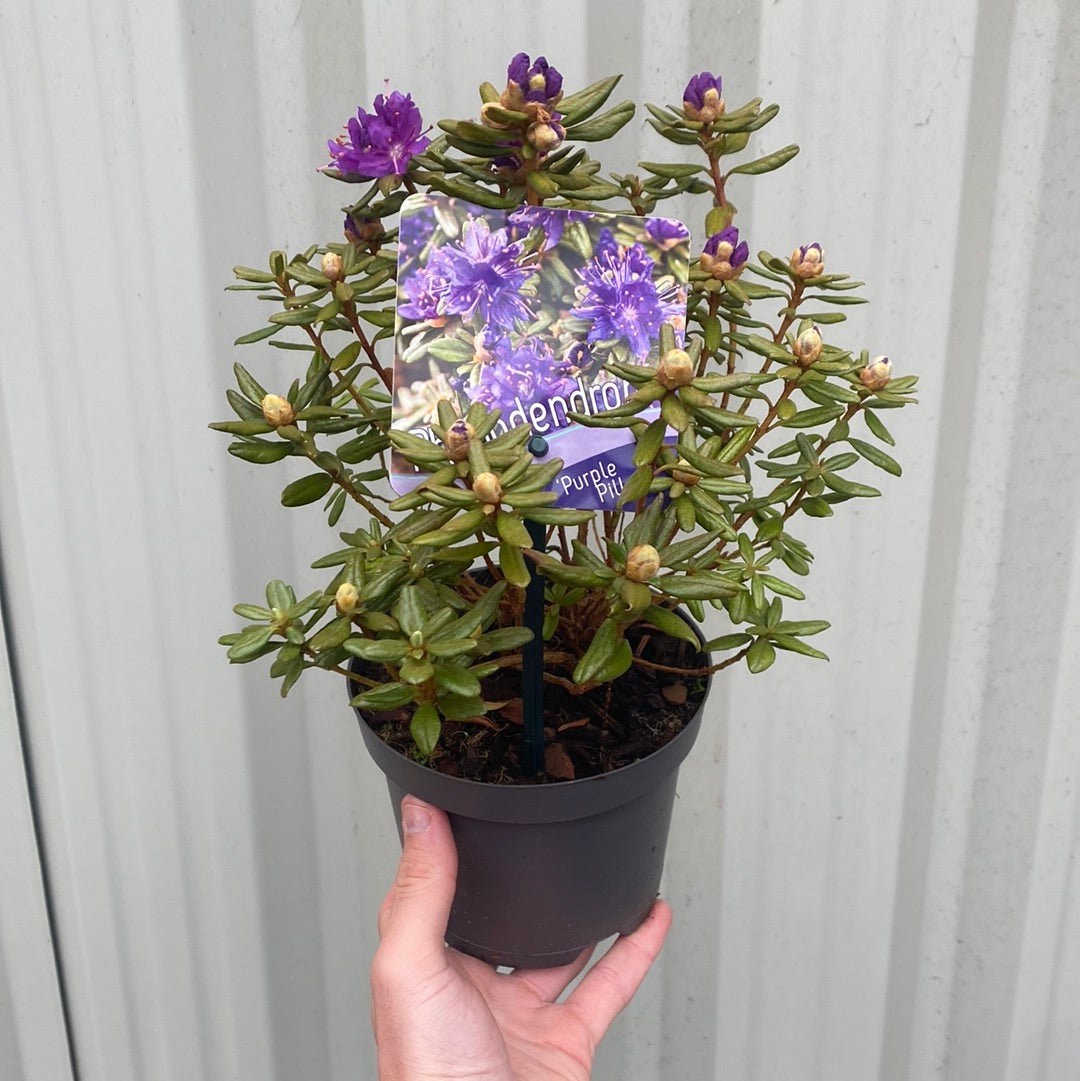 Dwarf Rhododendron 'Purple Pillow' 1L