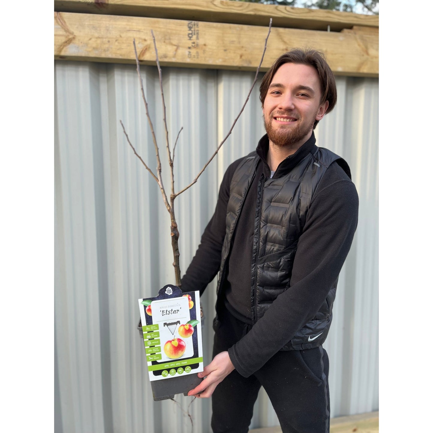Dwarf/Patio Apple Tree 'Elstar'