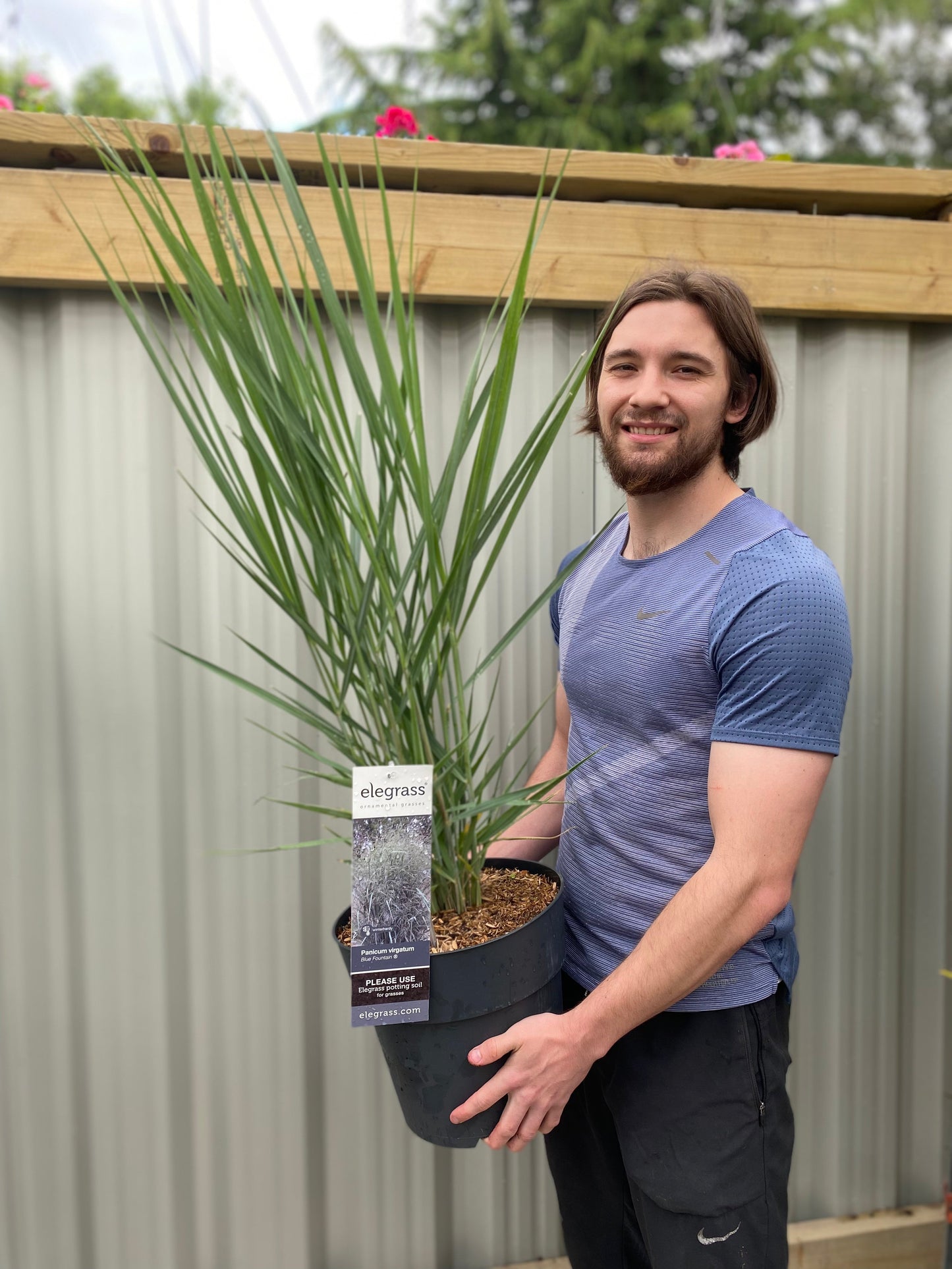 Panicum virigatum Blue Fountain 1m