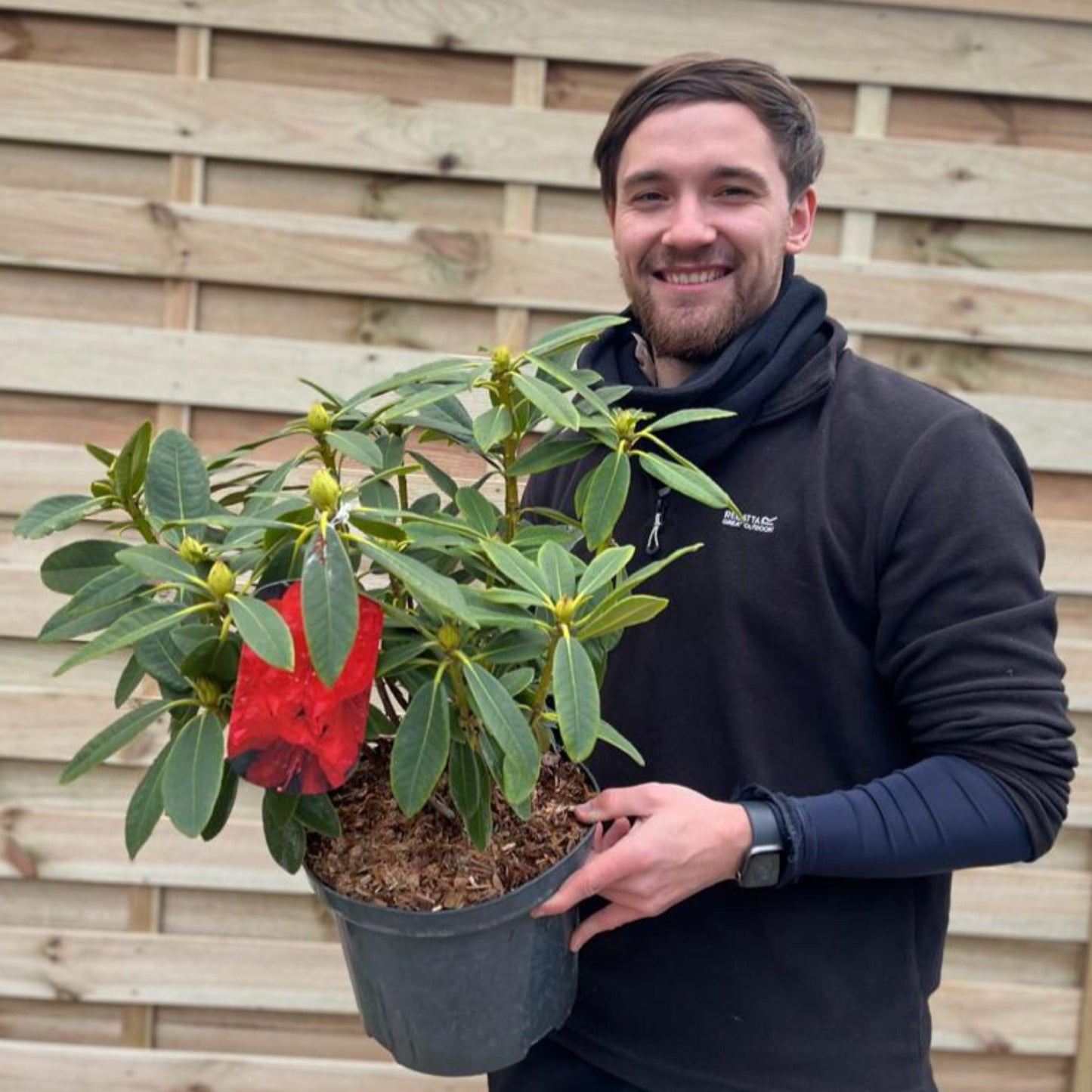 Rhododendron hybride 'Camparina' 5L