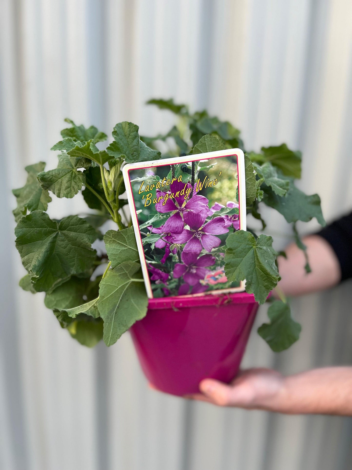 Lavatera 'Burgundy Wine'