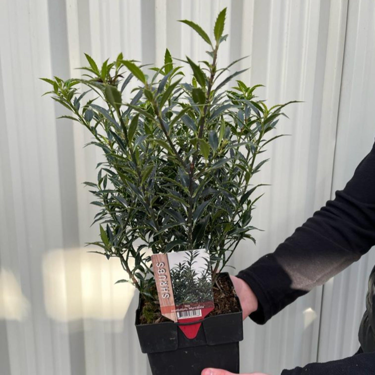 Ilex aquifolium 'Myrtifolia' | Holly 2L