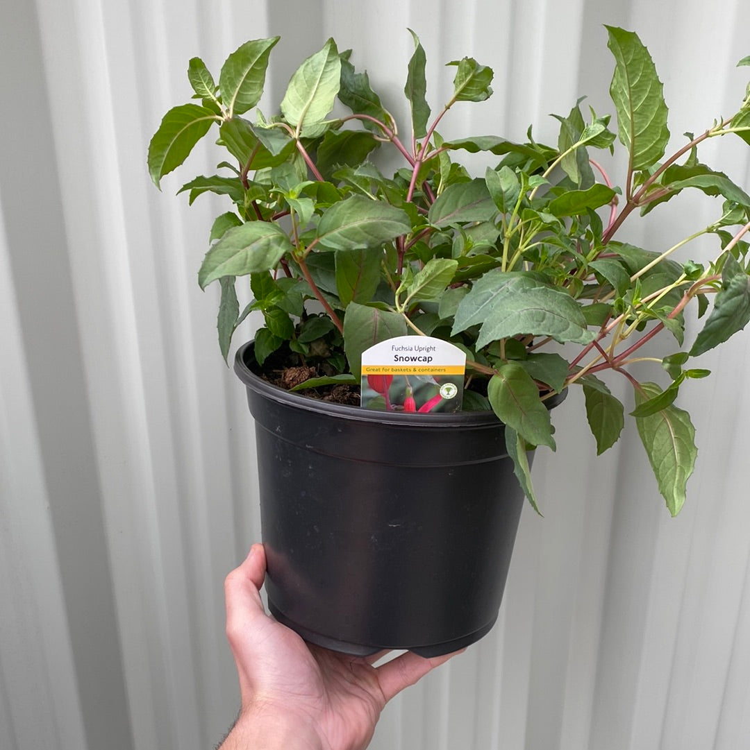 Hardy Fuchsia 'Snowcap' 9cm / 3L