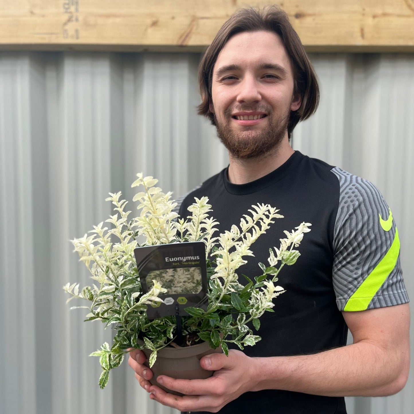 Euonymus fortunei 'Harlequin' 9cm / 13cm