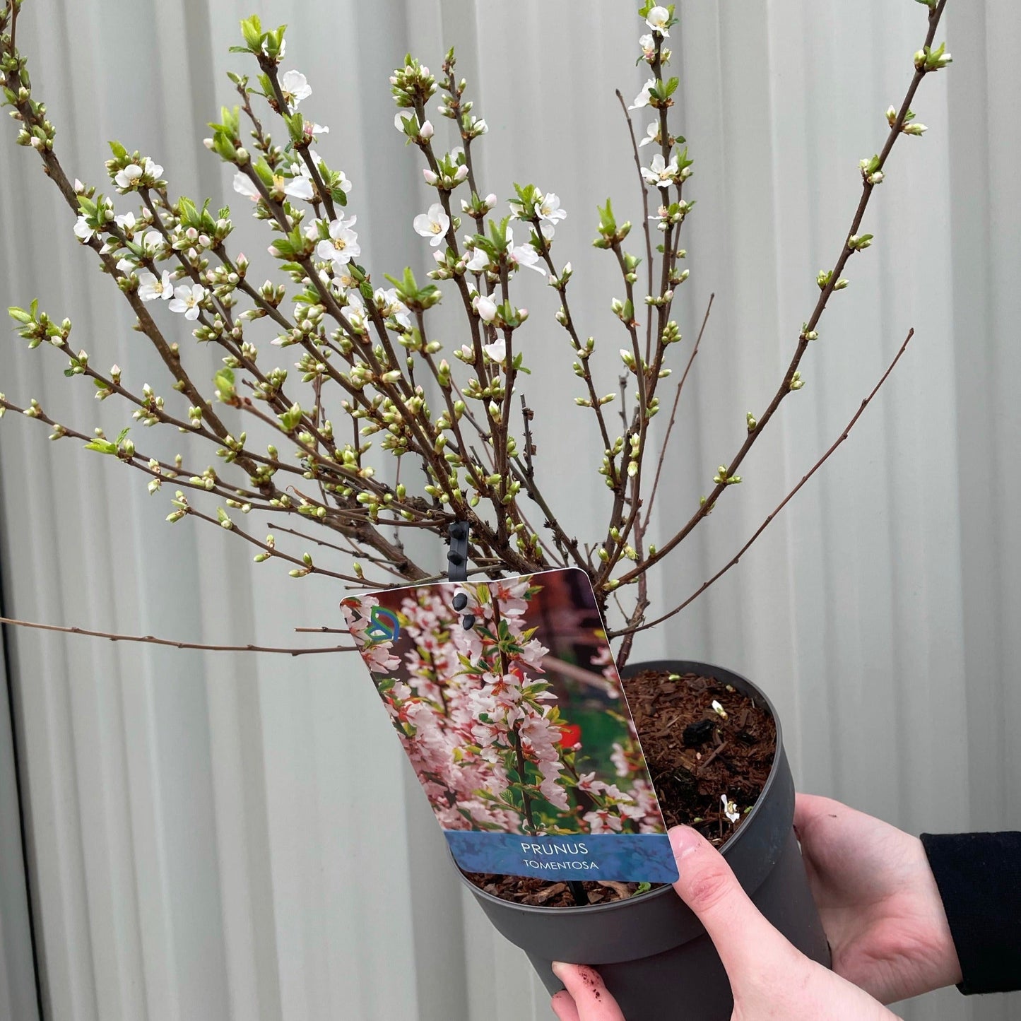 Prunus Ornamental Flowering Cherry Blossom Shrub - Tomentosa