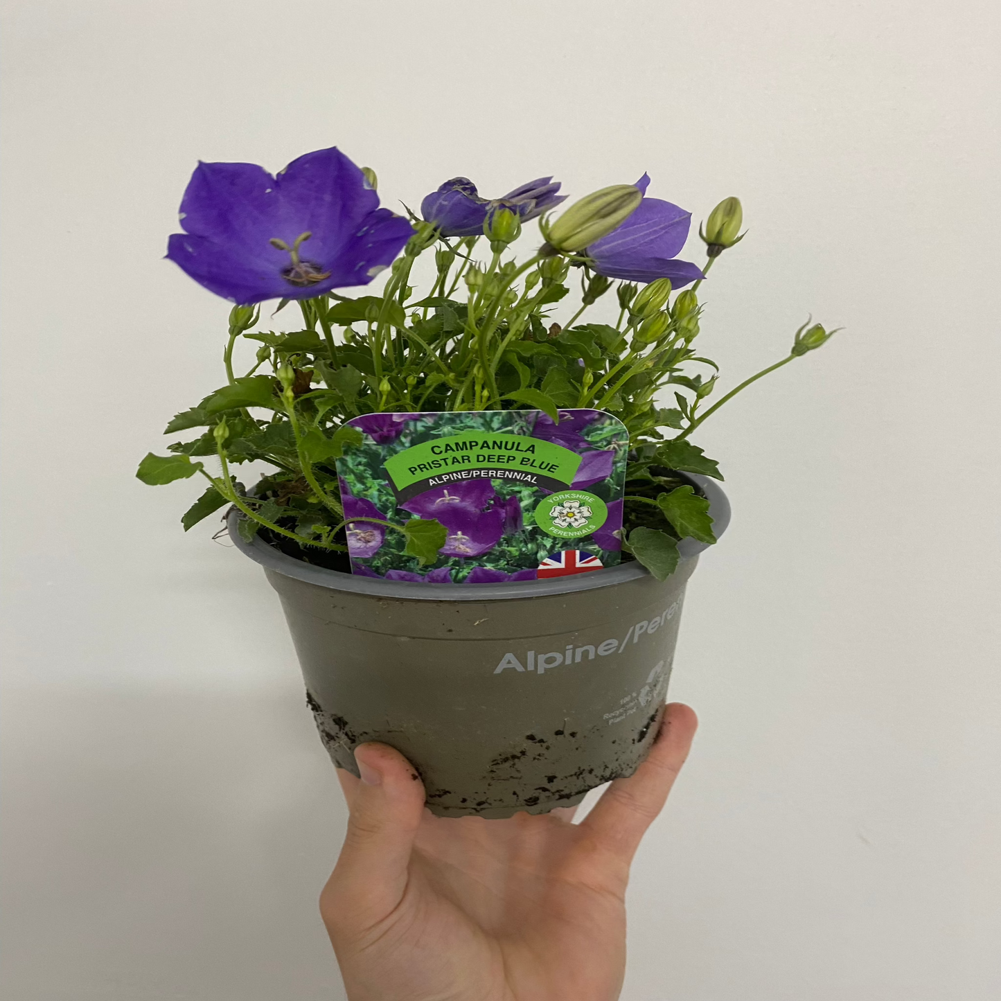 Campanula (Bell Flowerr) Pristar €˜Deep Blue€™ 1.5L