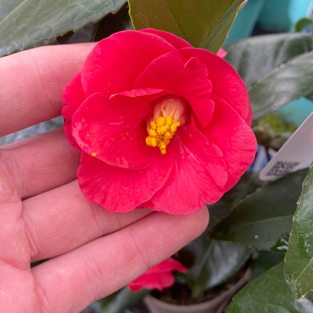 Camellia x Wiliamsi (Hybrid Camellia) 50-60cm