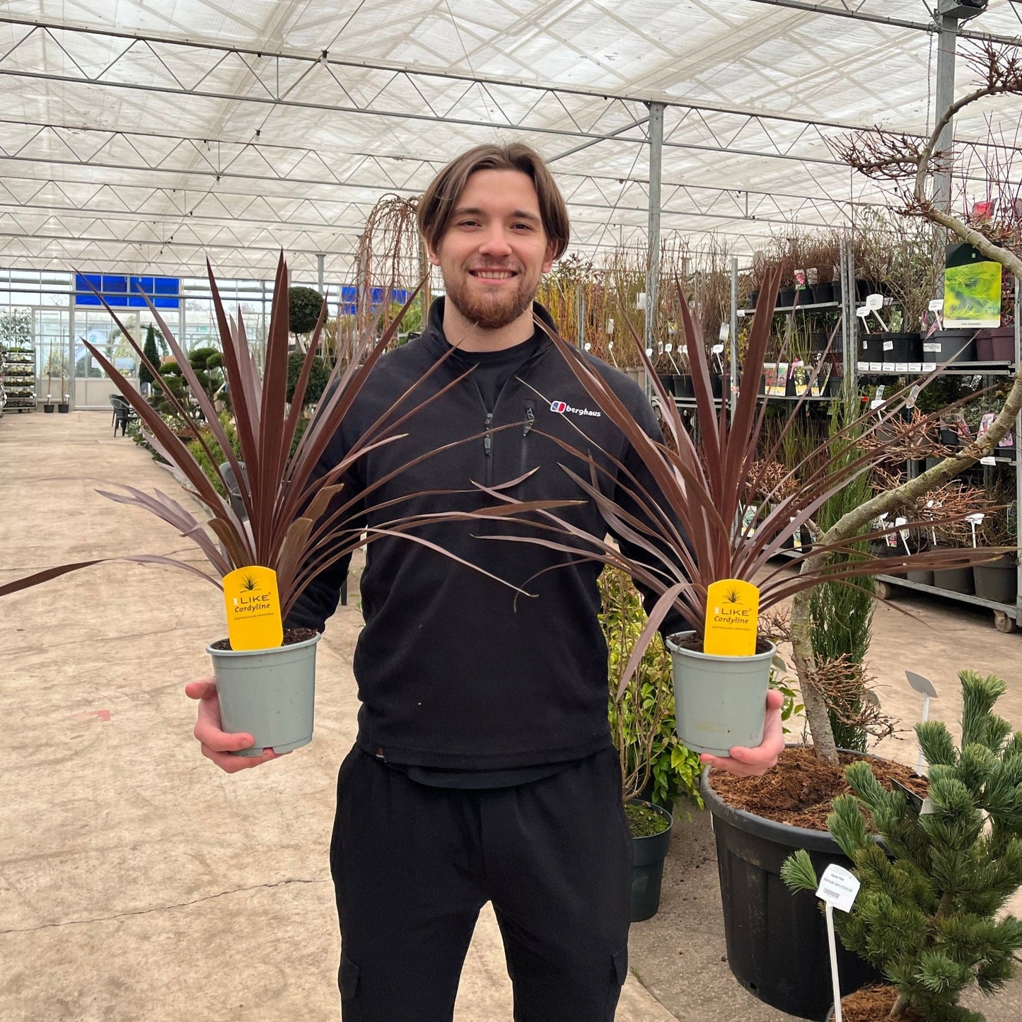 Cordyline australis 'Red Star'