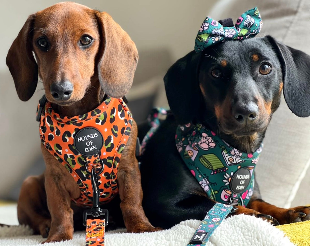 Self Care Design Dog Collar