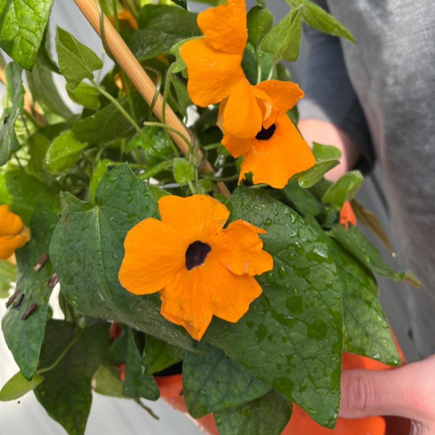 Thunbergia alata Black Eyed Susie (Orange Eye)