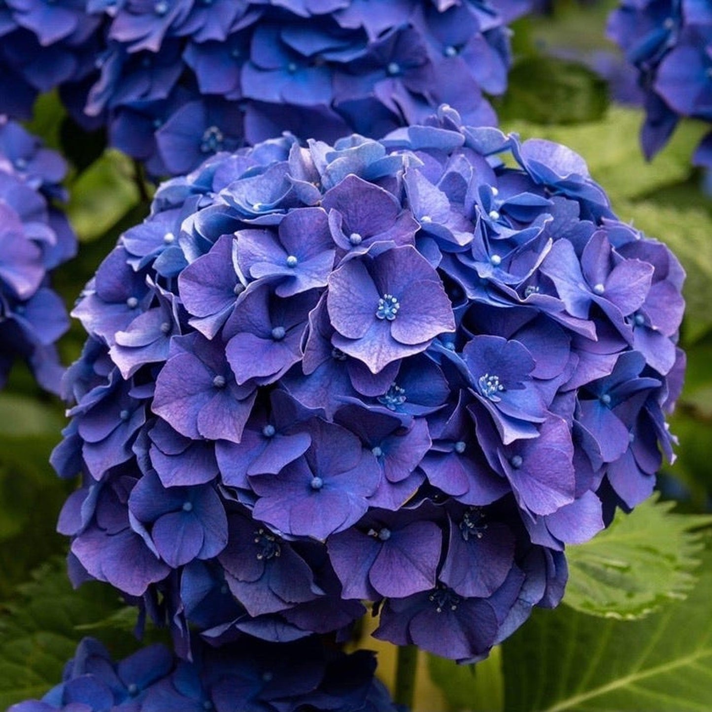 Hydrangea macrophylla 'Blue Ball'