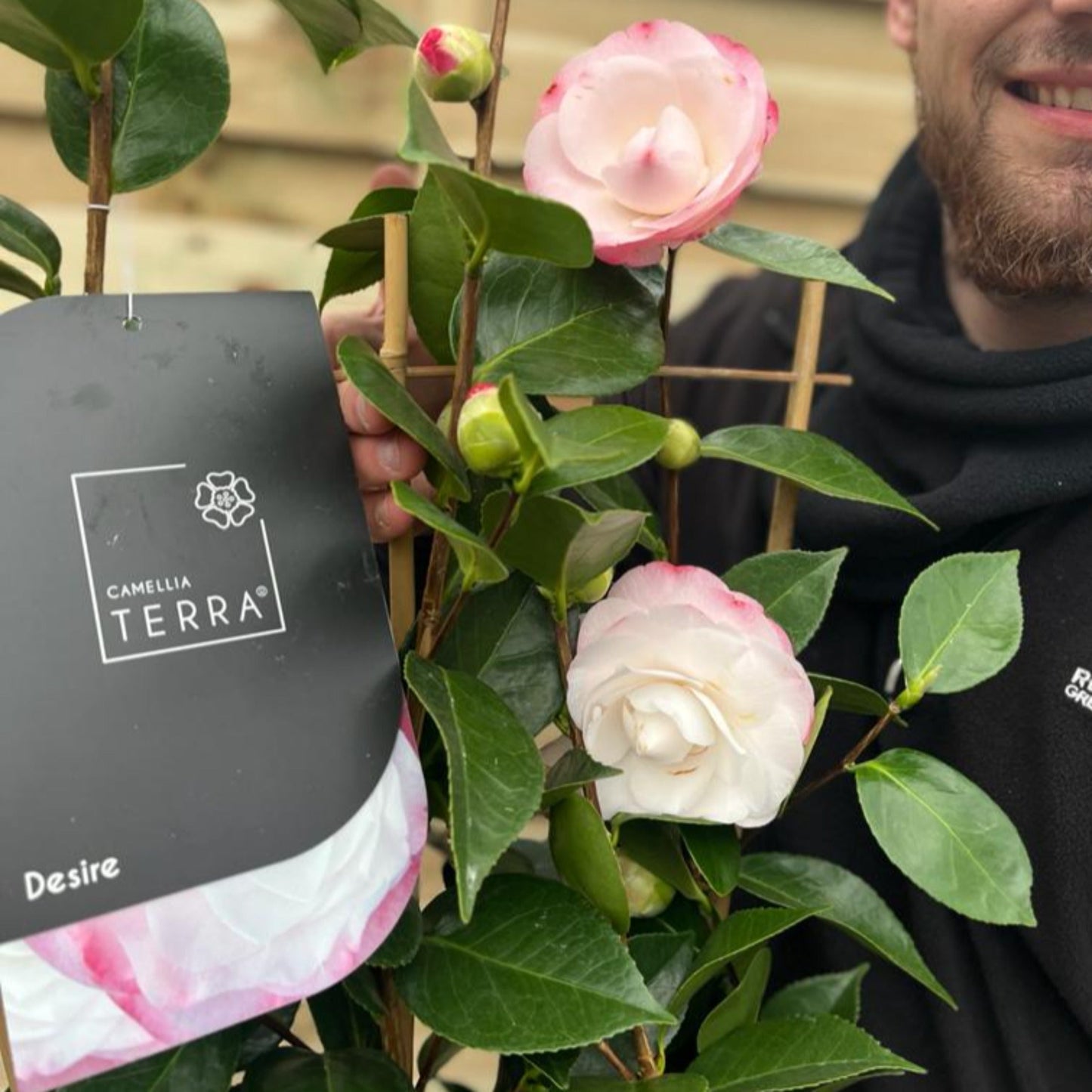 Camellia 'Desire' 9cm / 3L