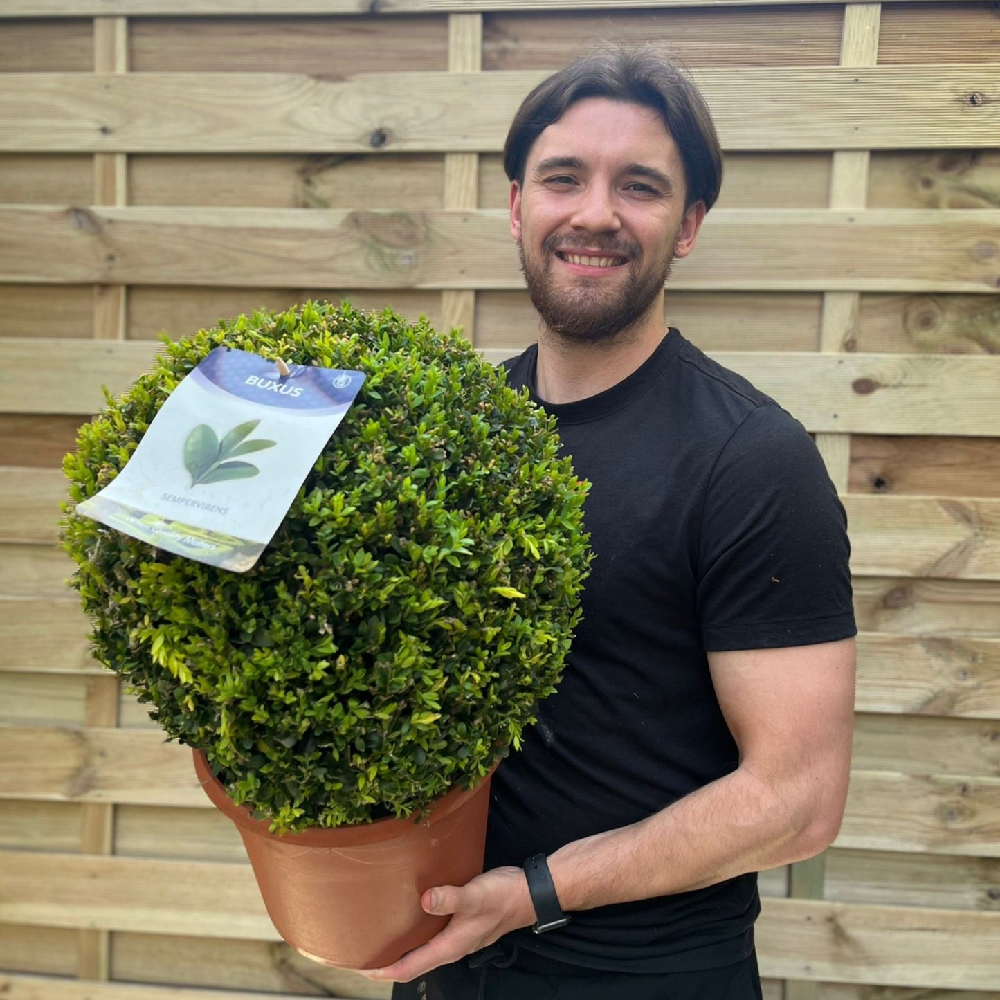 Buxus/Topiary Ball (Buxus sempervirens)