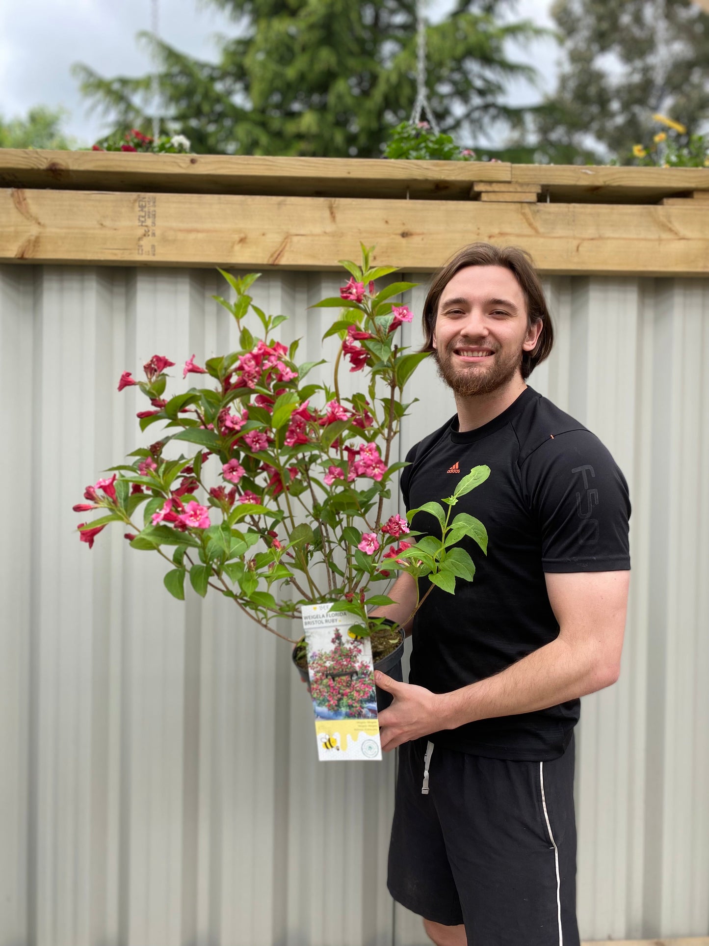 Weigela Florida 'Bristol Ruby' (2 Sizes Available)
