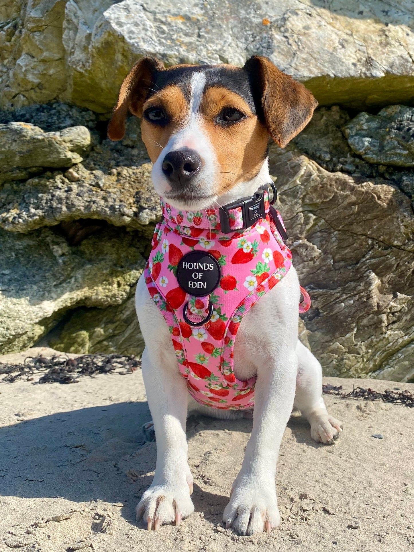 Strawberry Patch Design Dog Harness