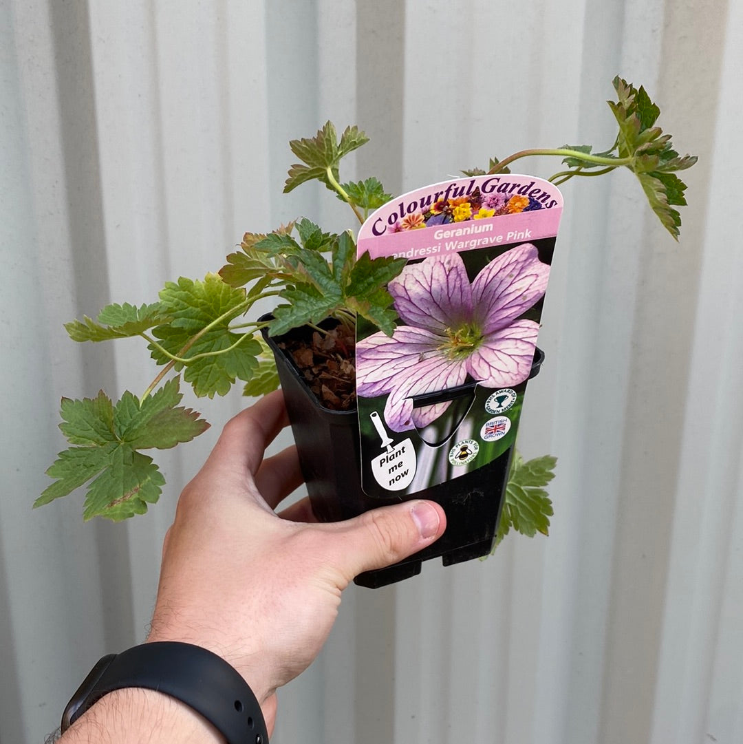 Geranium endressi 'Wargrave Pink€™ 9cm