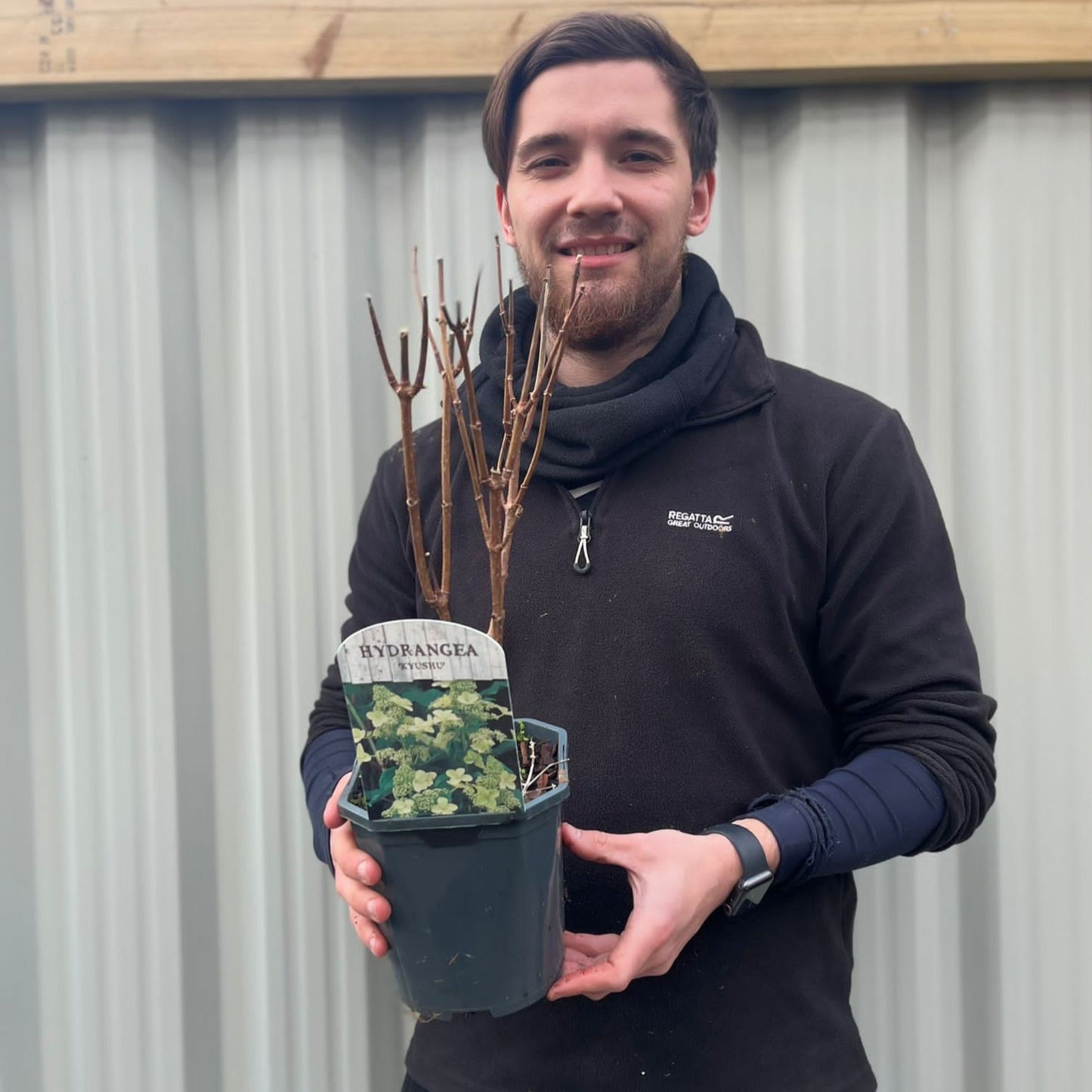 Hydrangea paniculata 'Kyushu' 2/9.5L