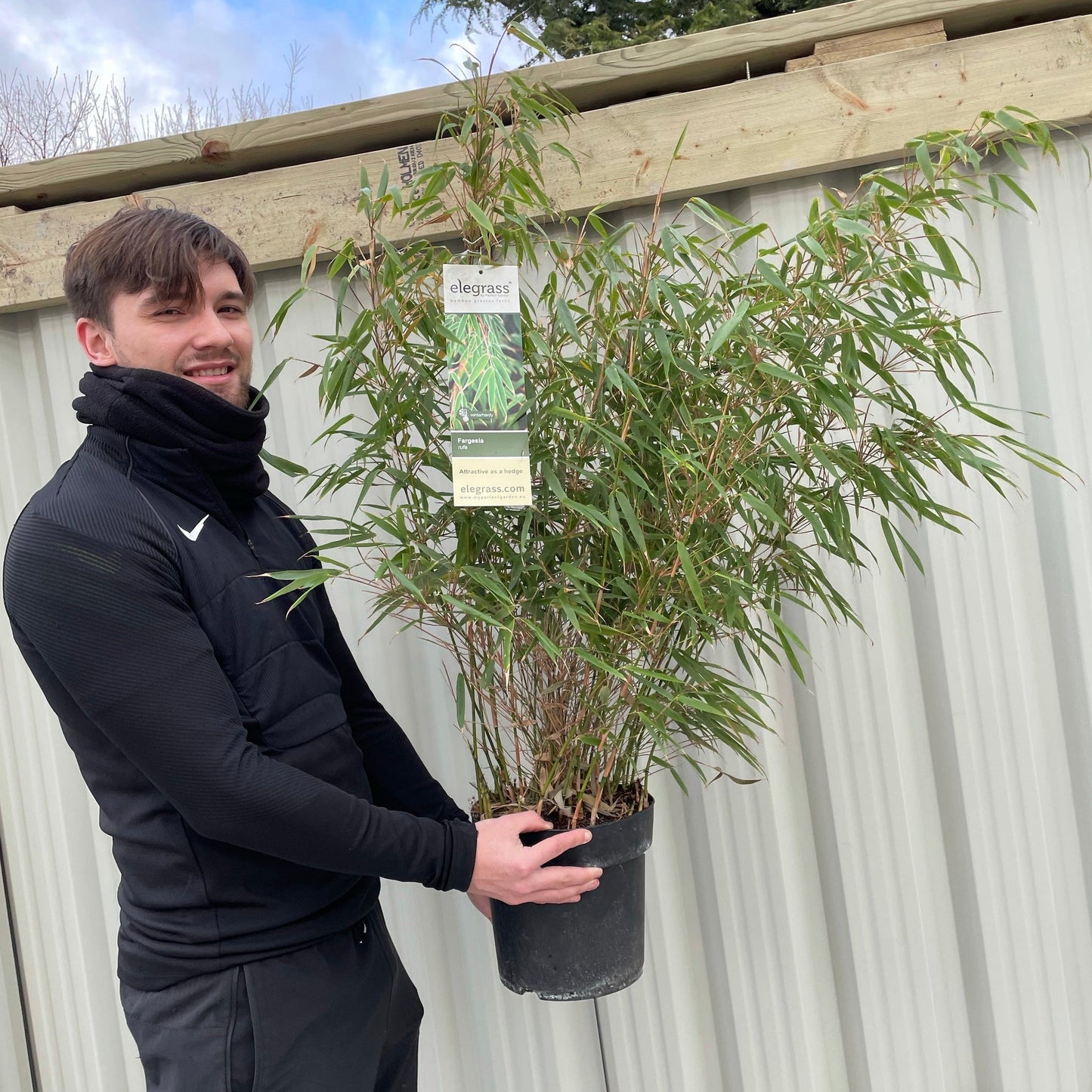Fargesia Rufa 'Woody Bamboo' 80cm (Multibuy Offers Available)