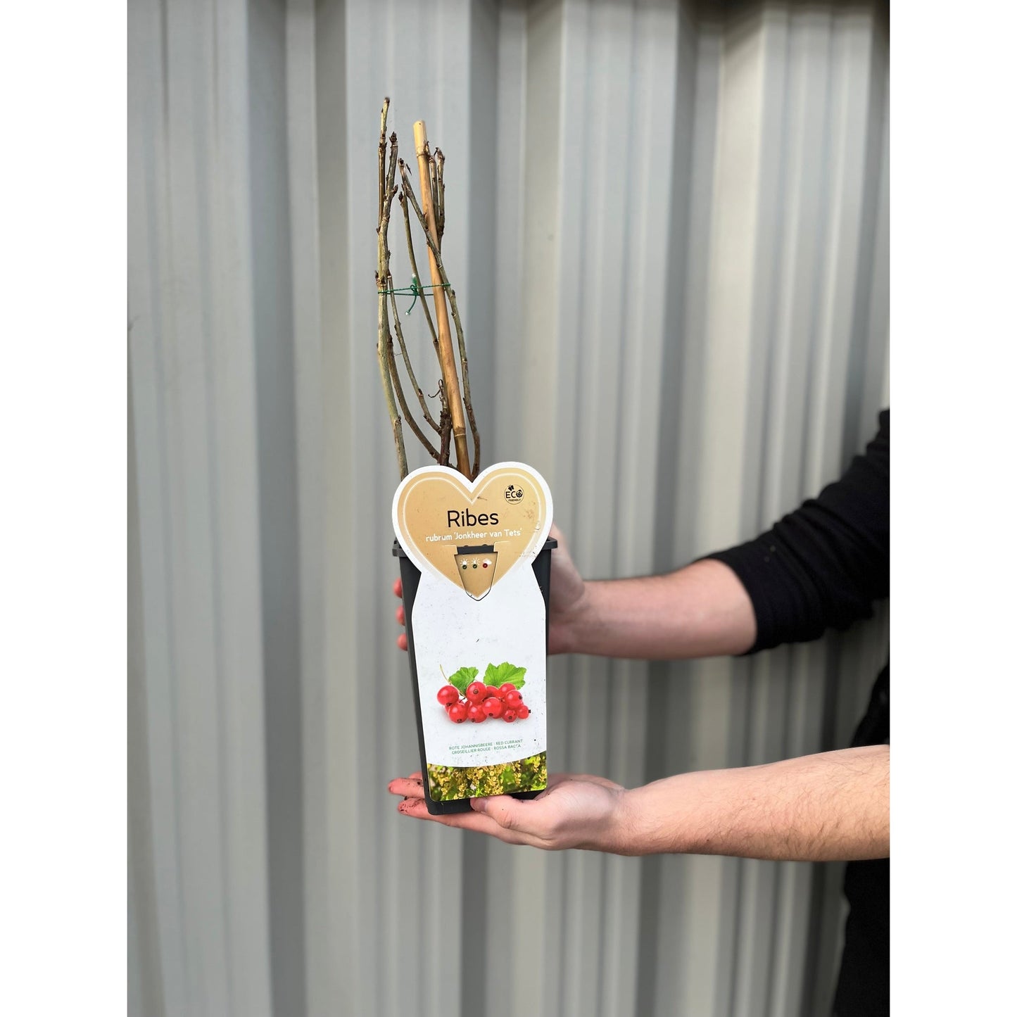 Red currant bush  'Jonkheer van Tets' 2L / 4L