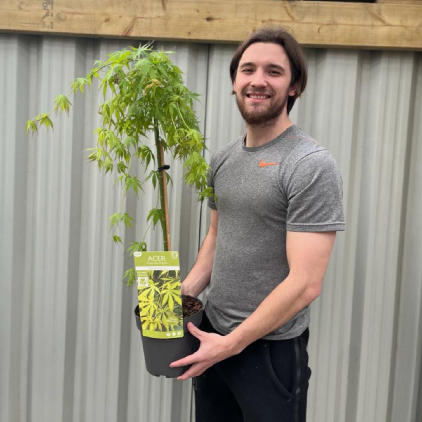 Acer palmatum 'Cascade Emerald' Standard (100cm)