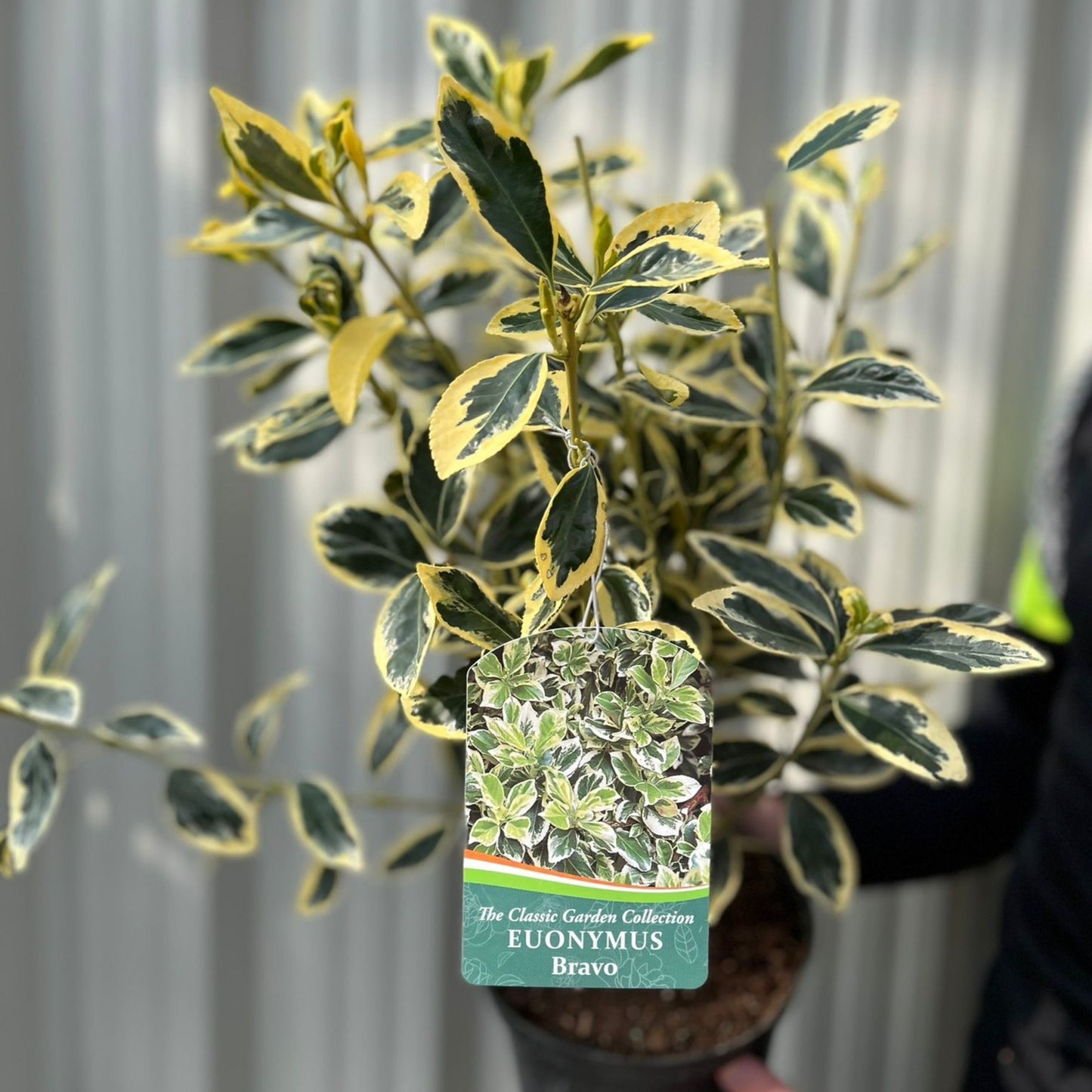 Euonymus japonicus 'Bravo' 9cm / 3L
