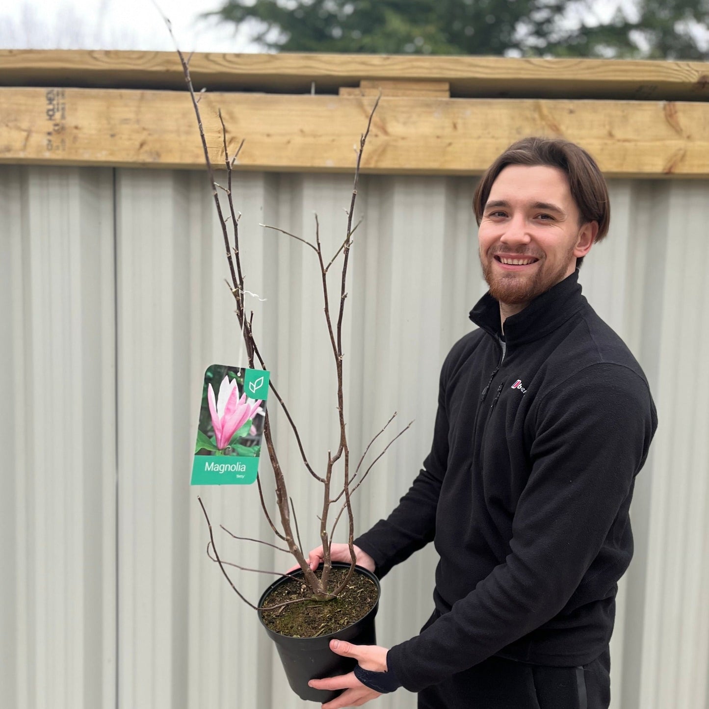 Magnolia 'Betty' 3L
