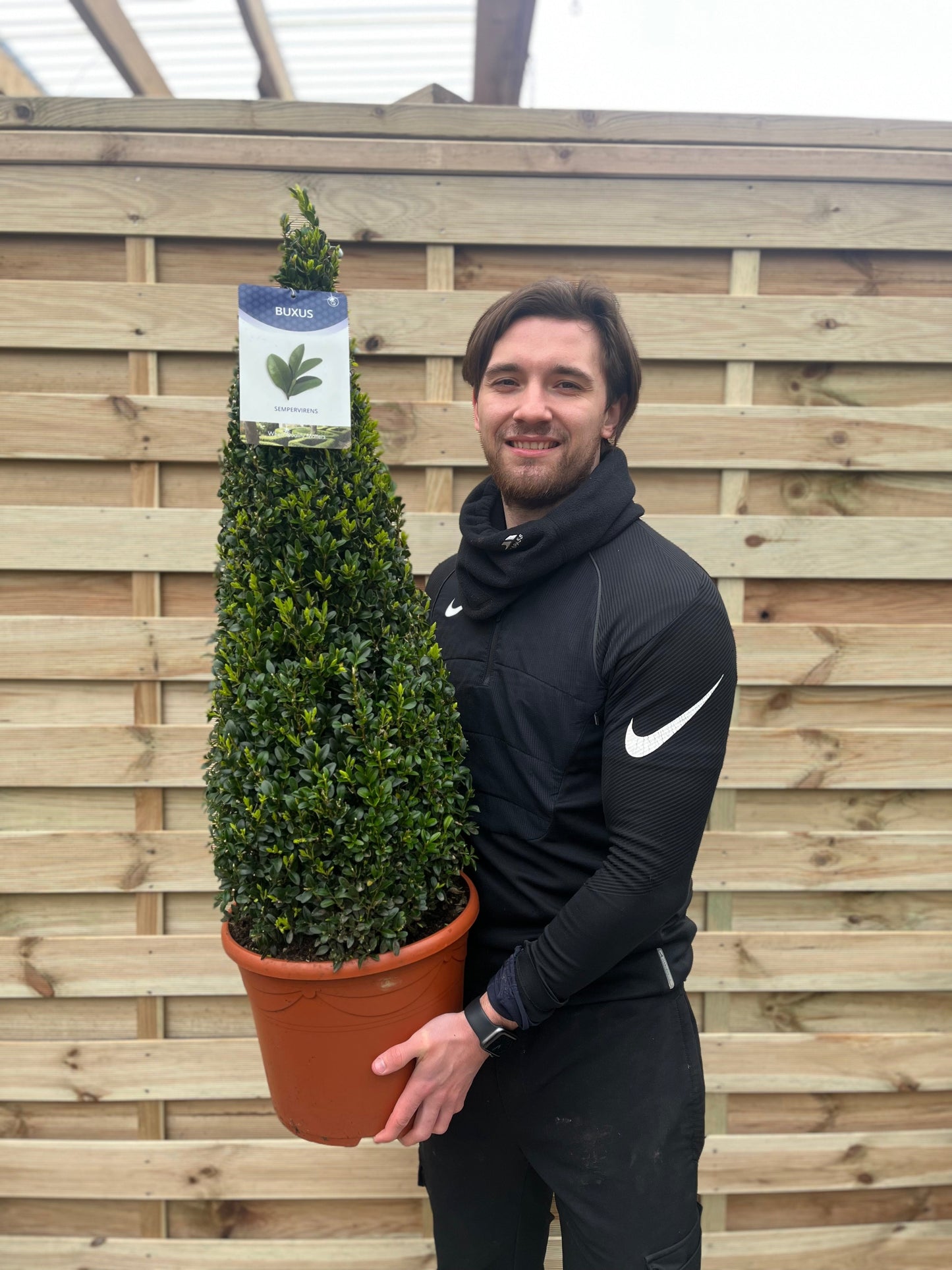 Buxus Topiary Cone 1m (10L)