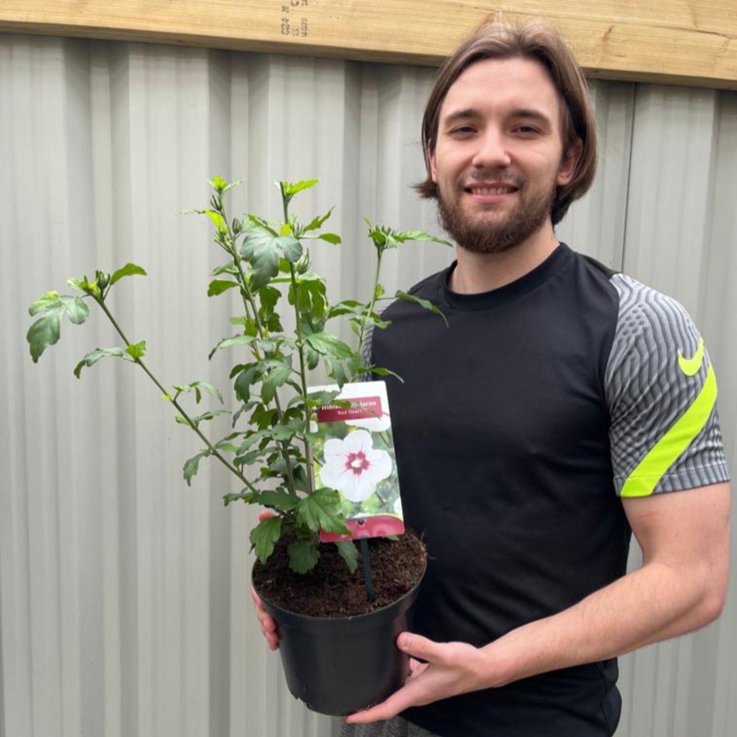 Hibiscus syriacus 'Red Heart' 2L