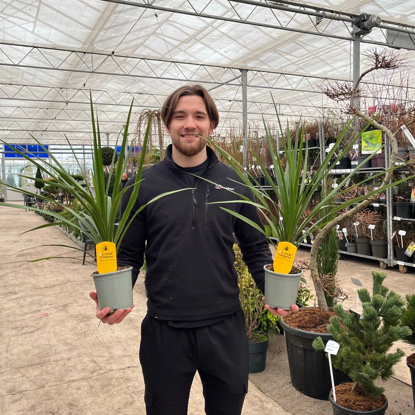 Cordyline australis Peko - Green