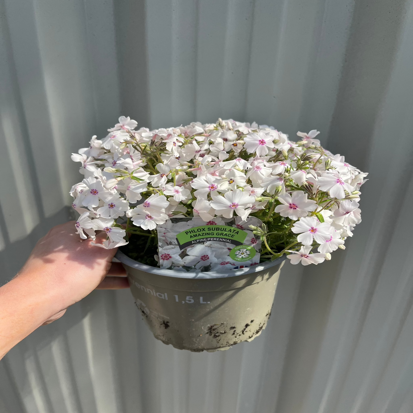 Phlox subulata 'Amazing Grace' 9cm/1.5L