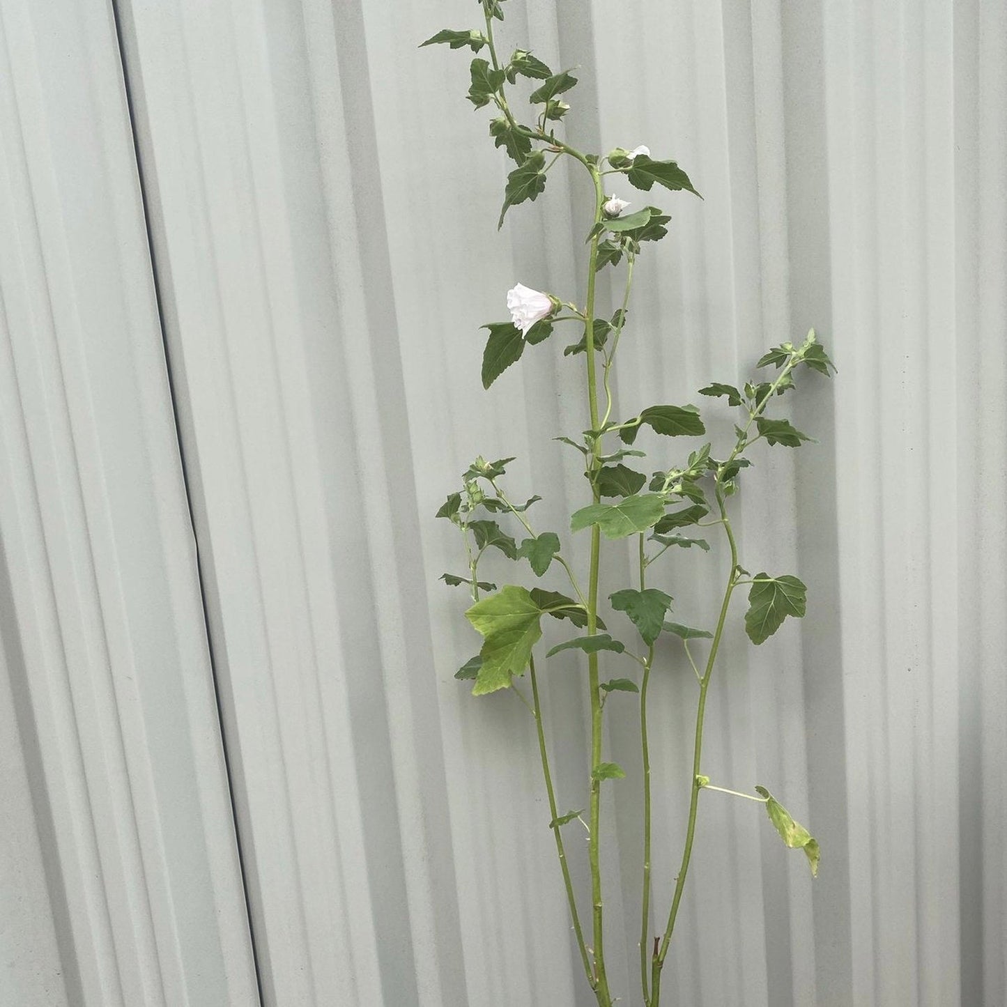 Lavatera 'Blushing Bride' 2L