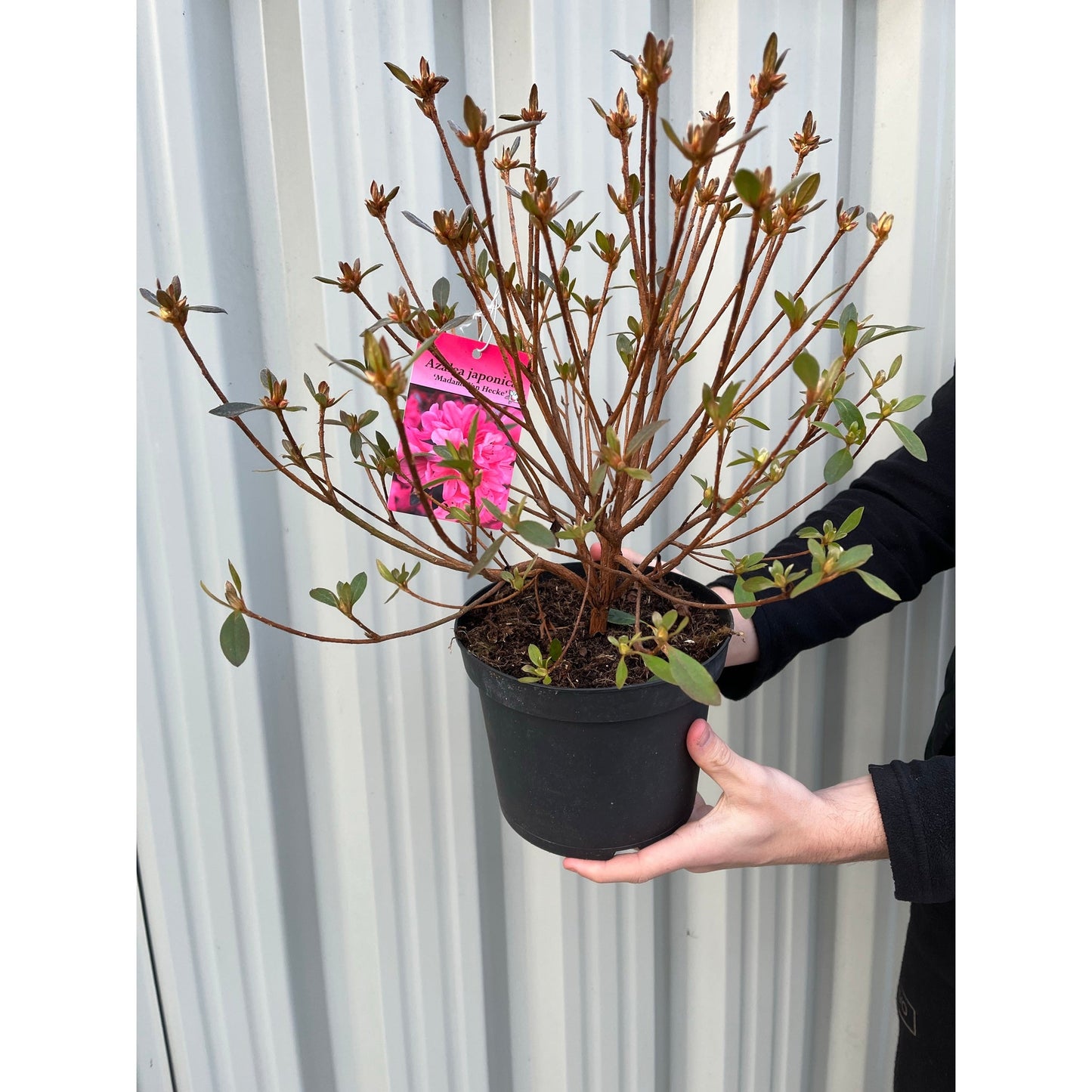 Azalea 'Madamme Van Hecke' 2/5L