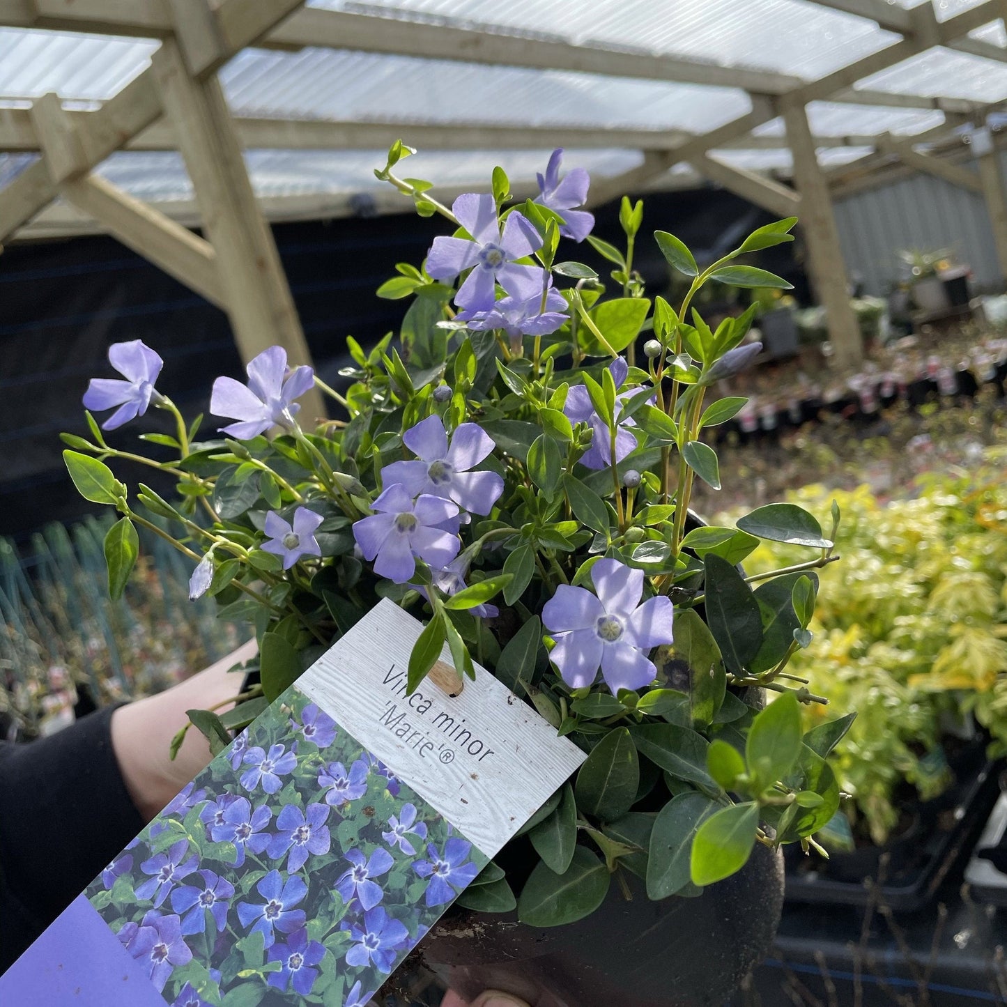 Vinca minor €˜marie€™ 9cm / 2L