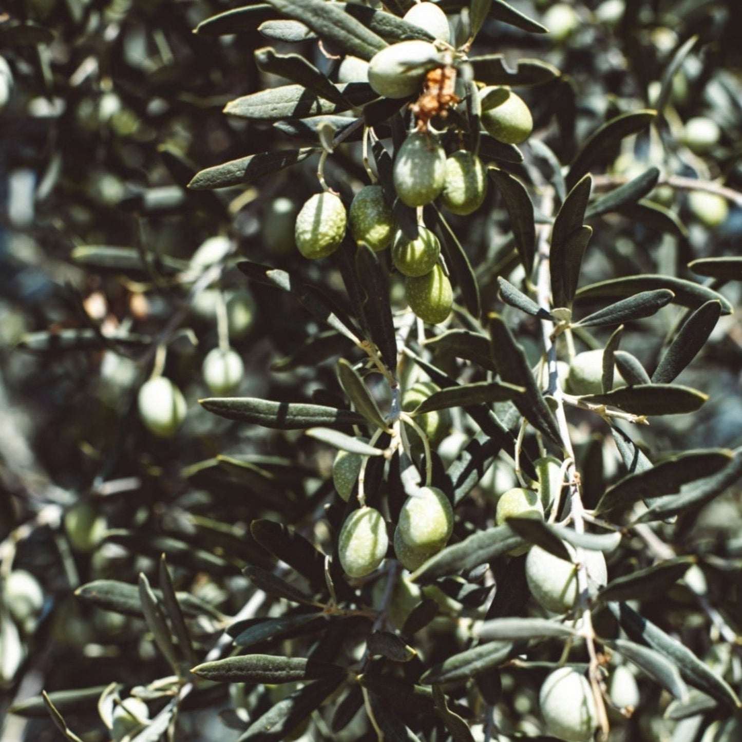 Mature Olive Tree 35L (Thick Stem) 1.6-1.7m