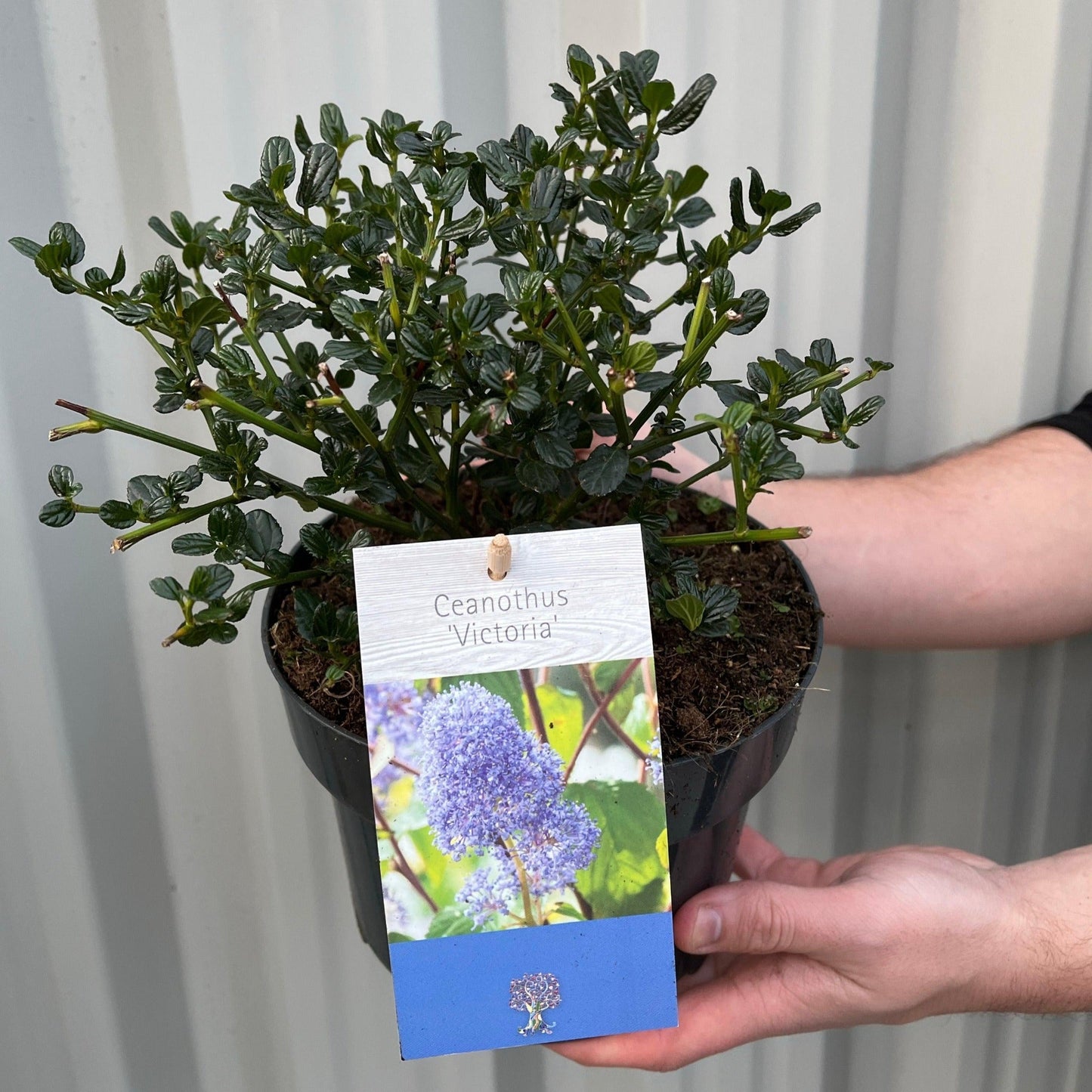 Ceanothus 'Victoria' (Californian Lilac) 9cm/2L