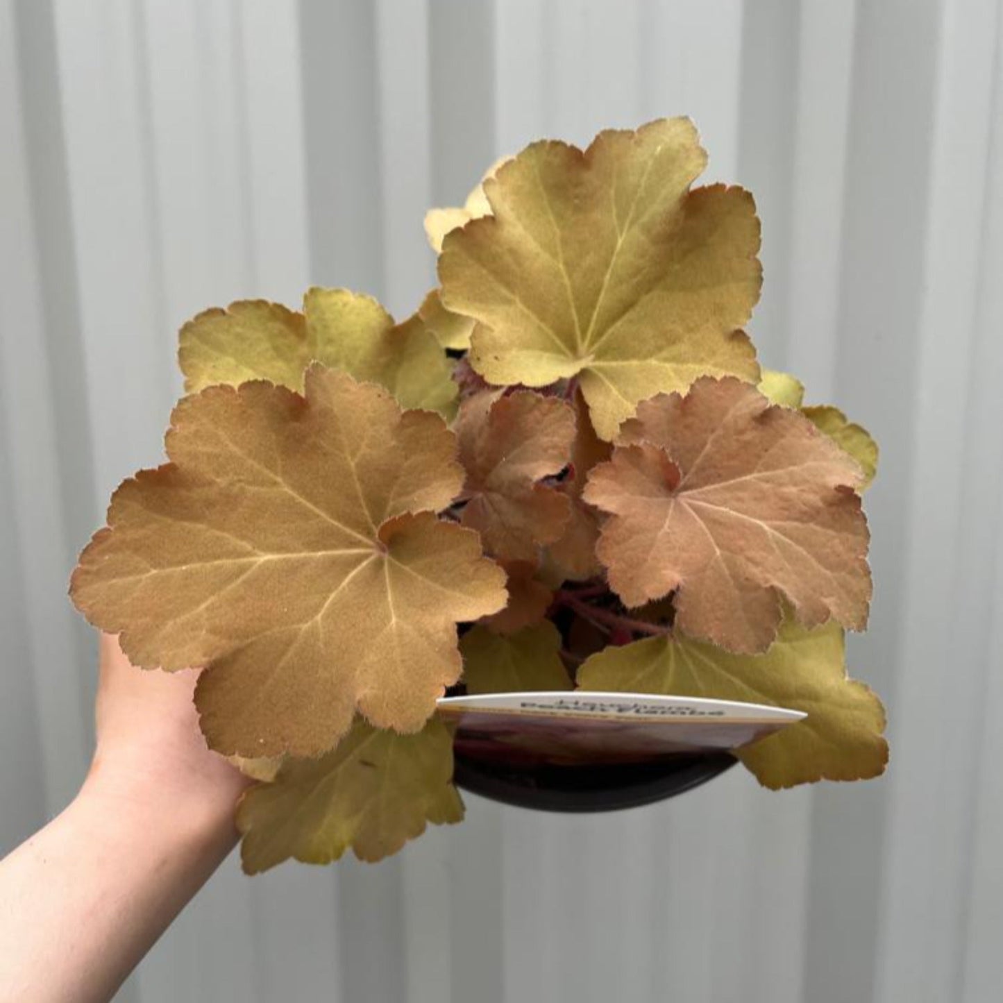 Heuchera 'Peach Flambe' 2L