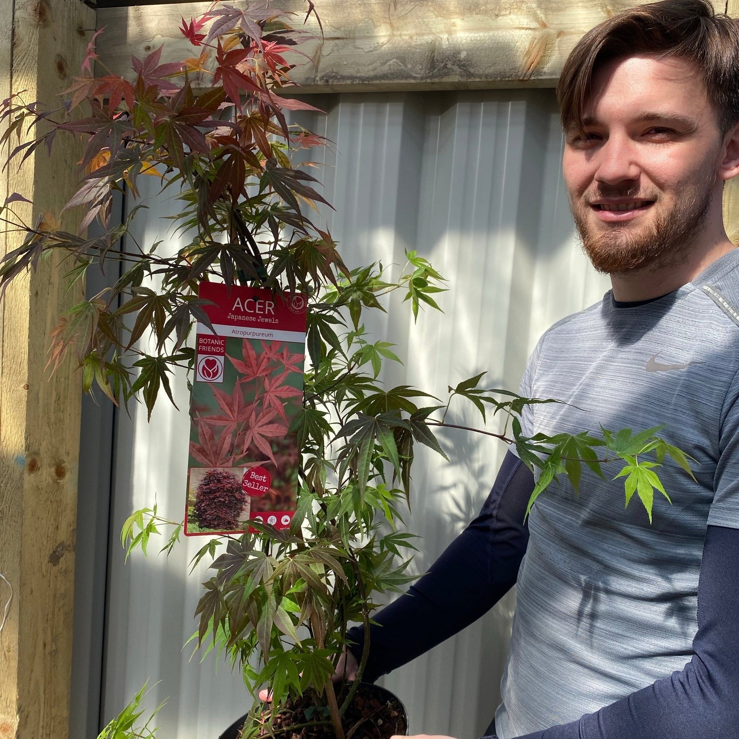 Acer palmatum 'Atropurpureum'