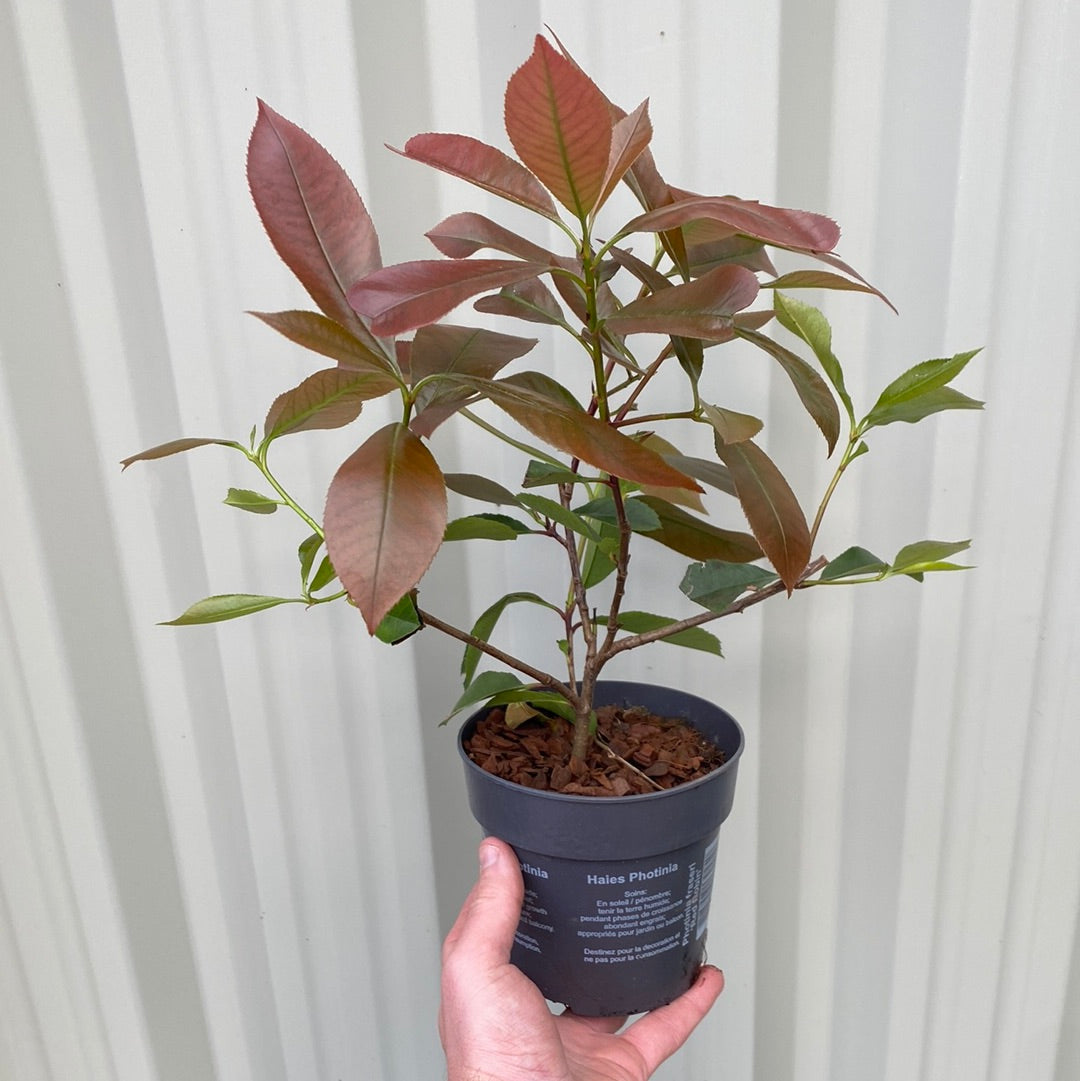 Photinia x fraseri 'Red Robin' 9cm-5L