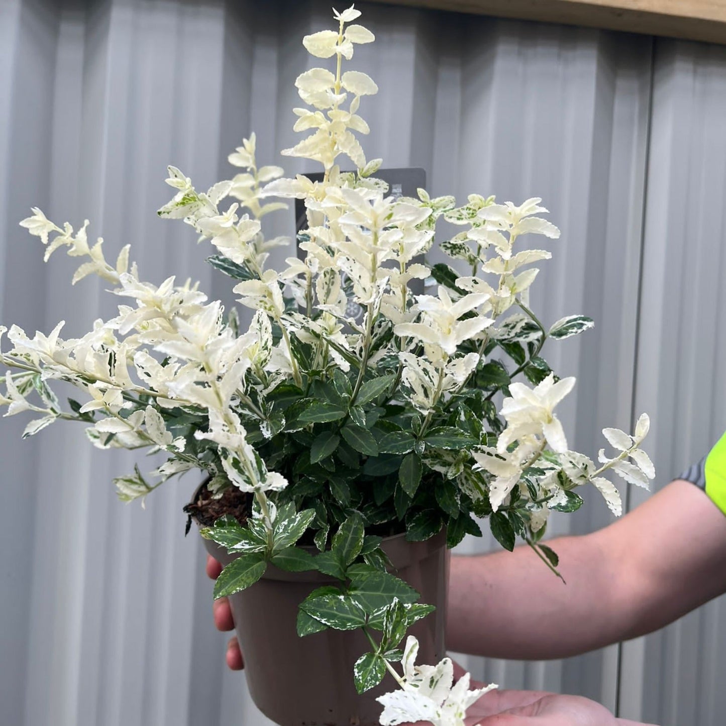 Euonymus fortunei 'Harlequin' 9cm / 13cm